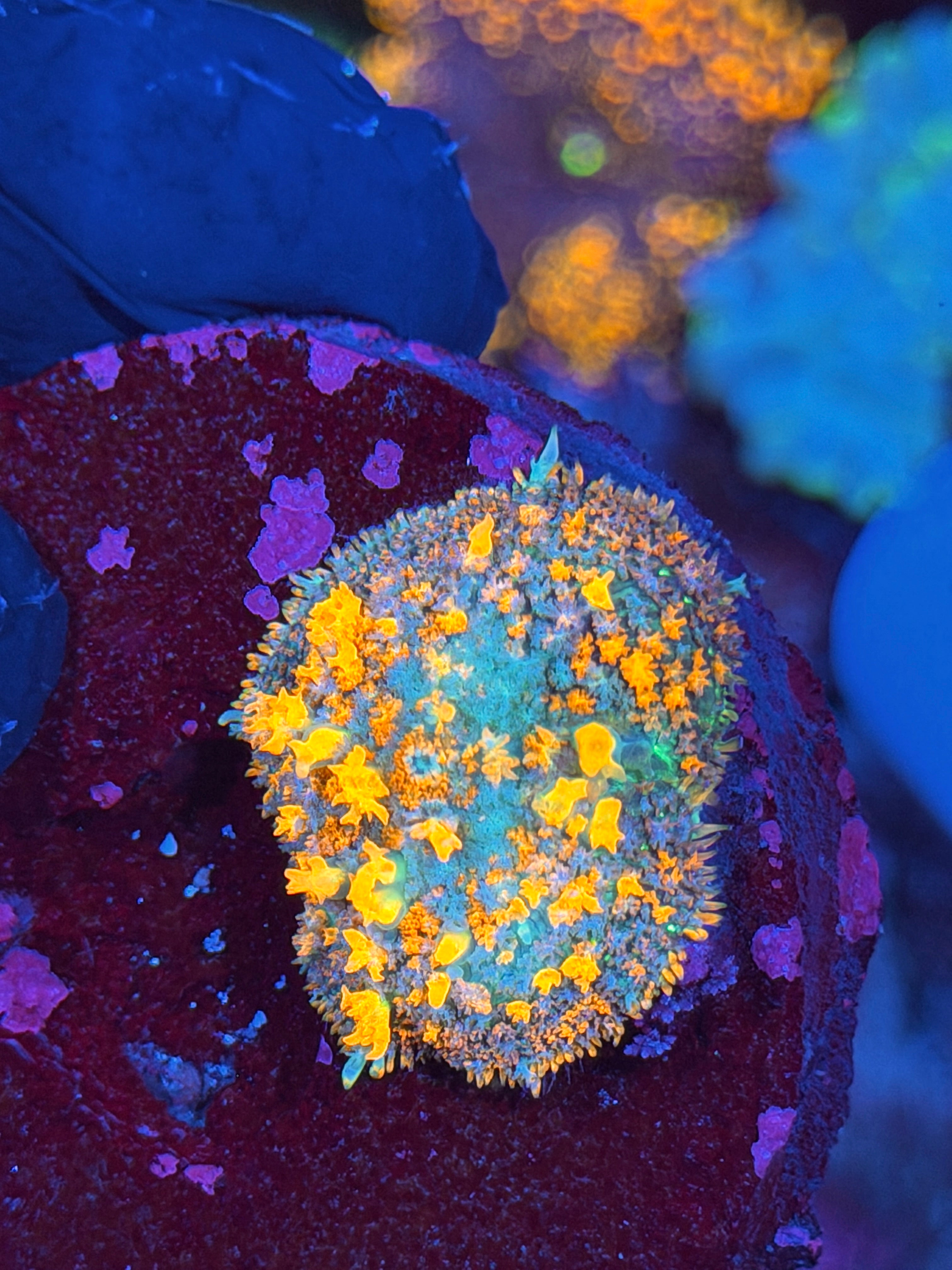 JEA Solar Flare Bounce Mushroom  Coral XL