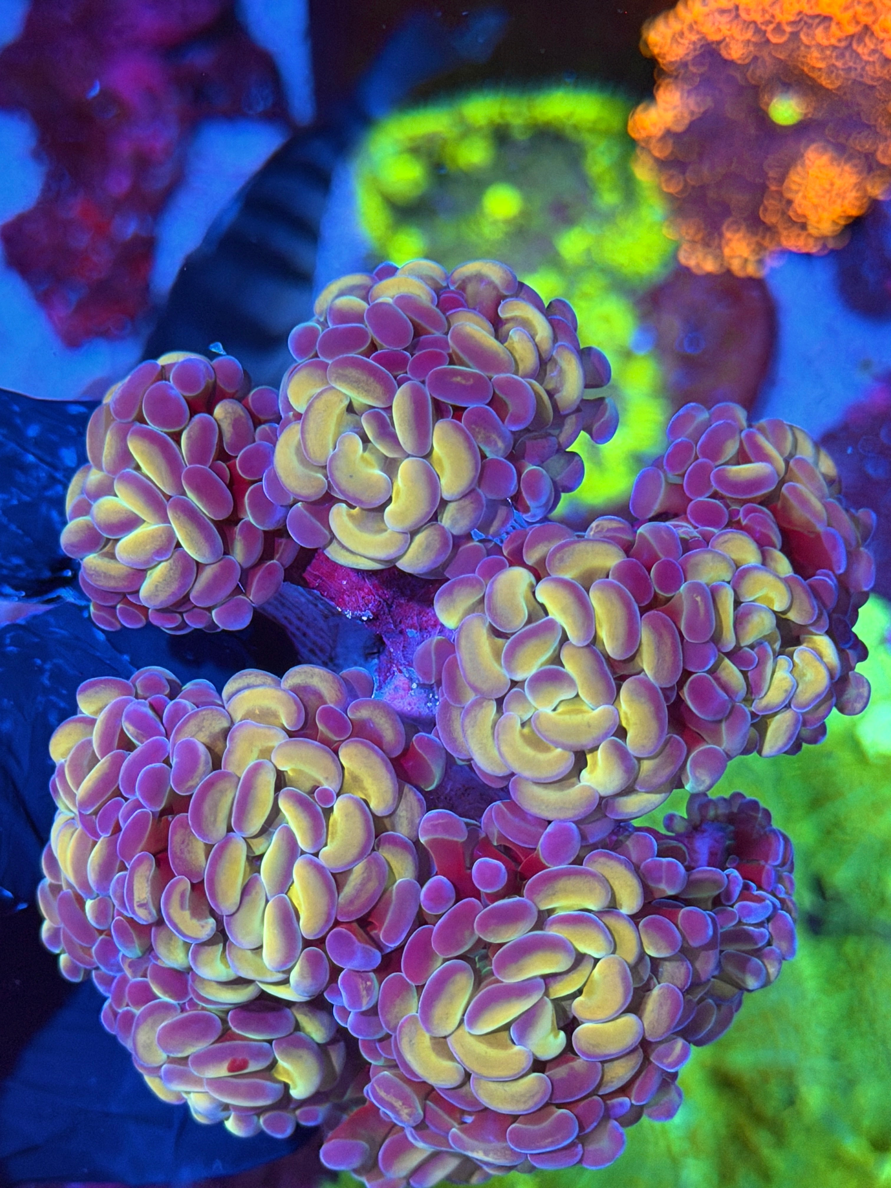 JEA Orange Hologram Hammer Colony 12 + Heads XXL