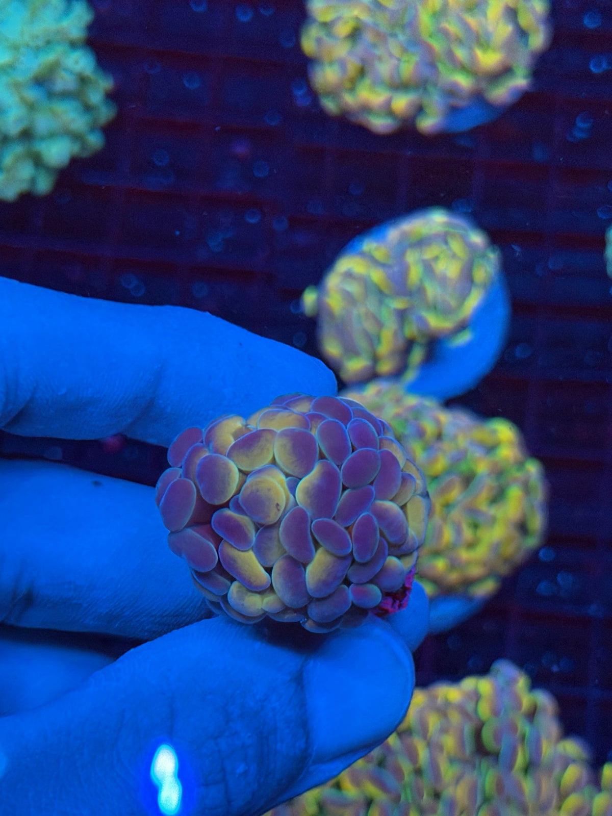 JEA Orange Holo Hammer Coral 2 Heads Splitting 9/21
