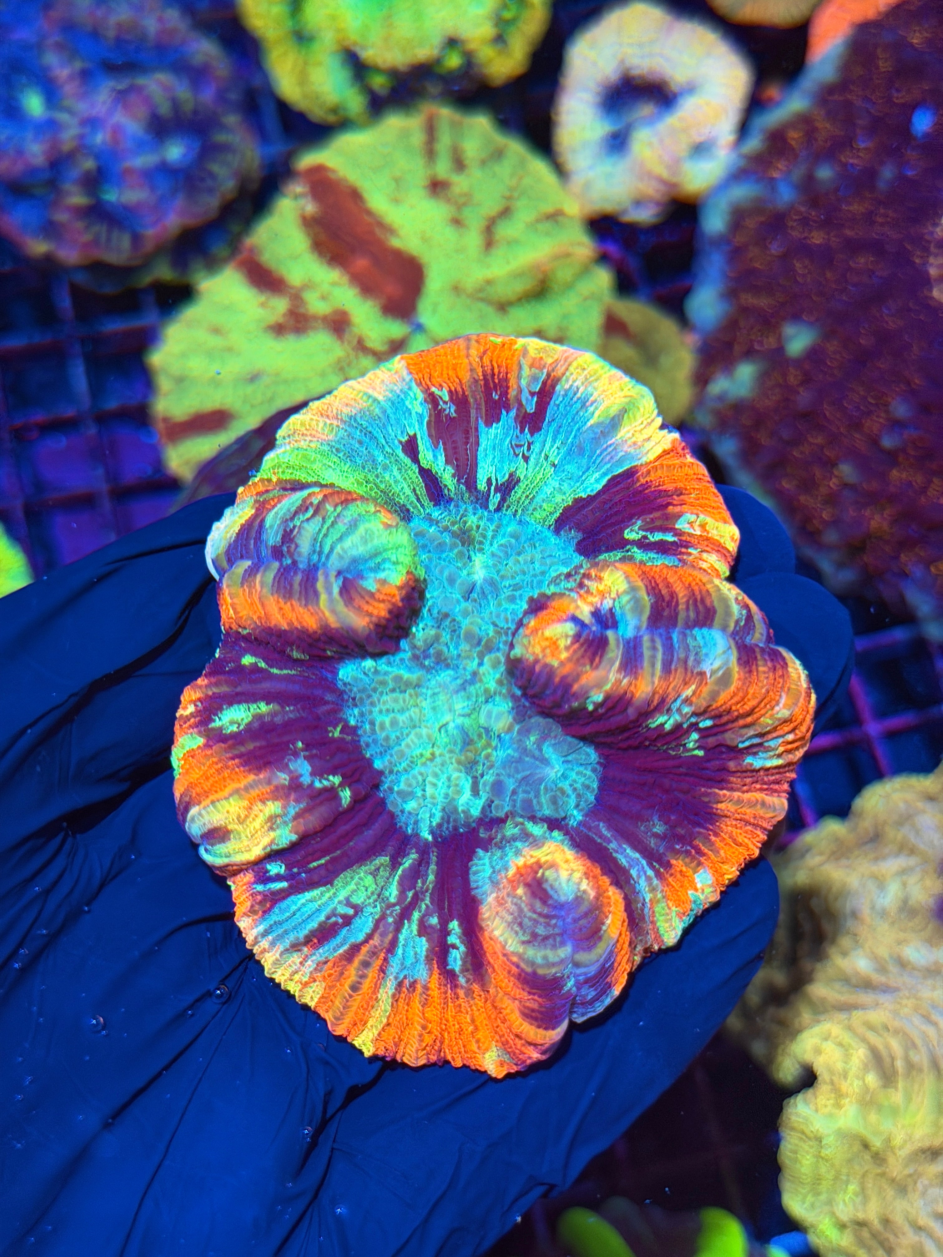 Unique True Rainbow Trachyphyllia Meat Coral Show Piece
