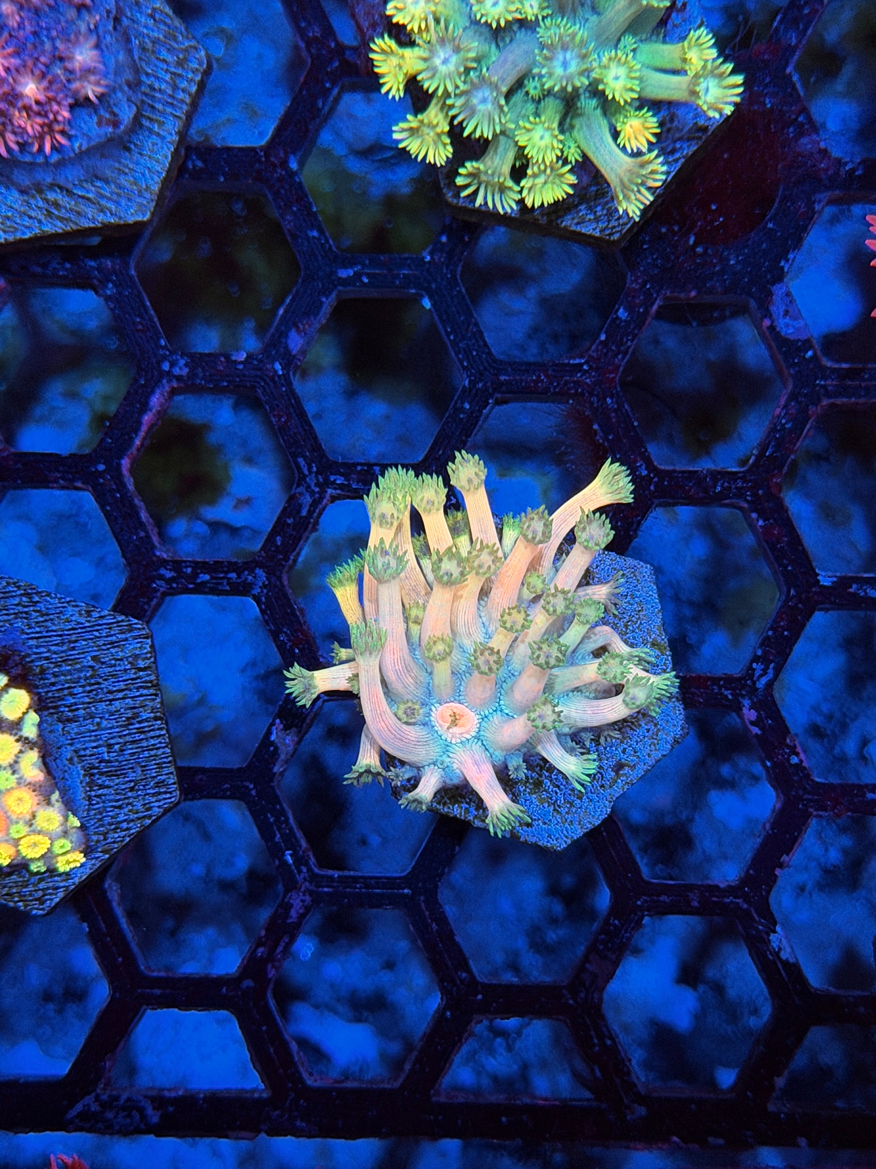 JEA Starlight Goniopora Coral