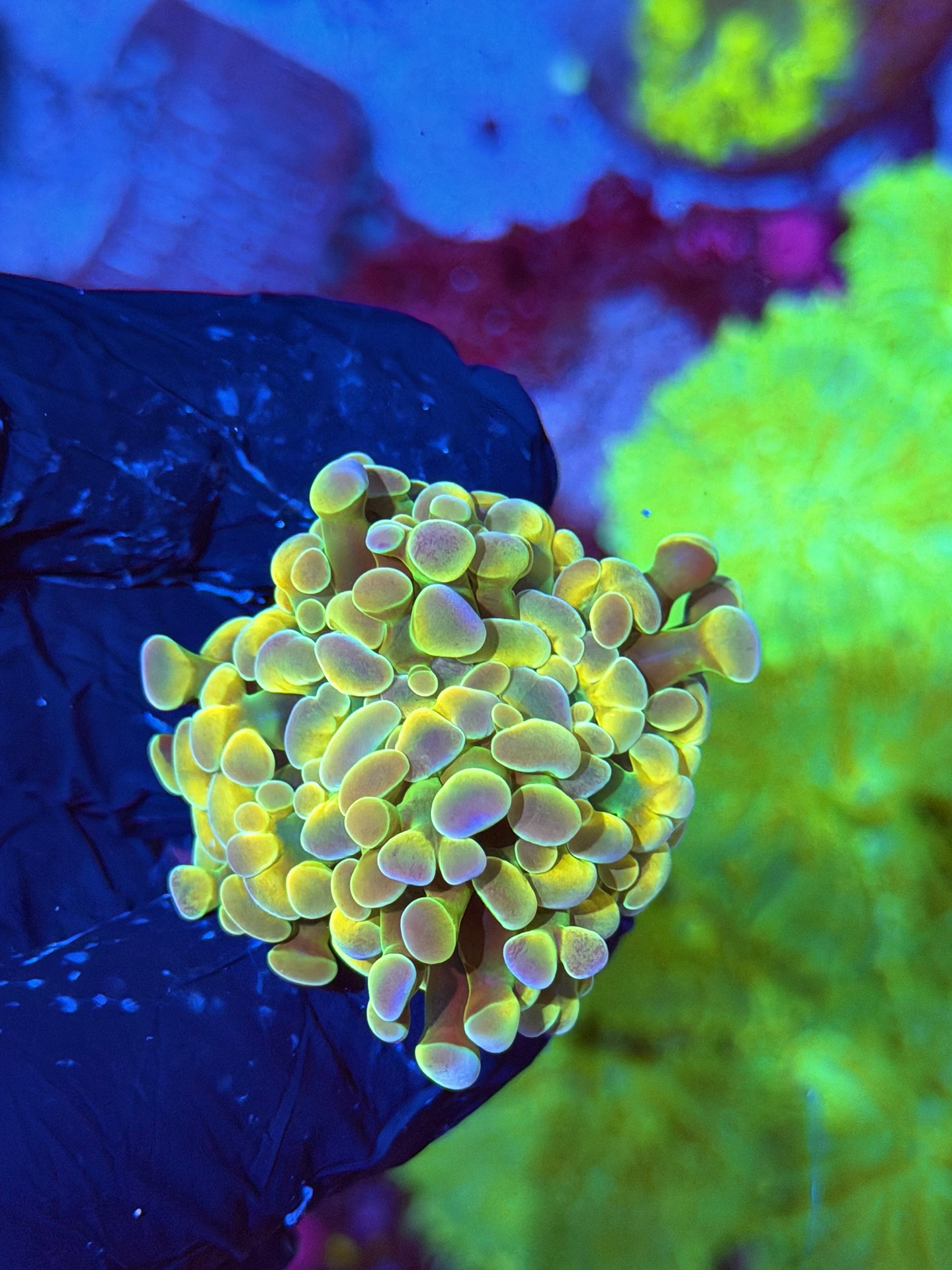 JEA Rainbow Dreams Hammer Coral 2 Heads Splitting Xl