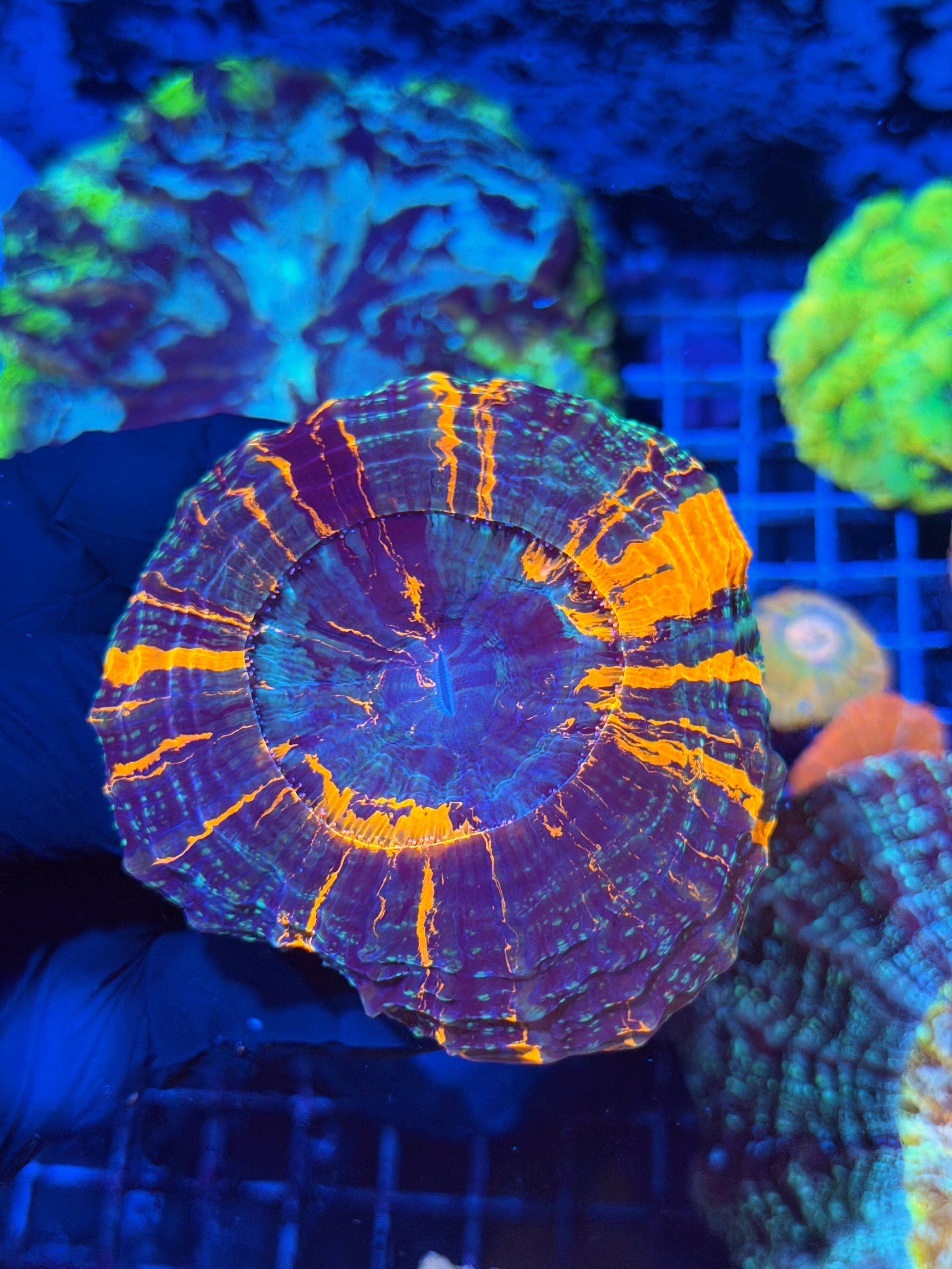 Striped Master Acanthophyllia Meat Coral