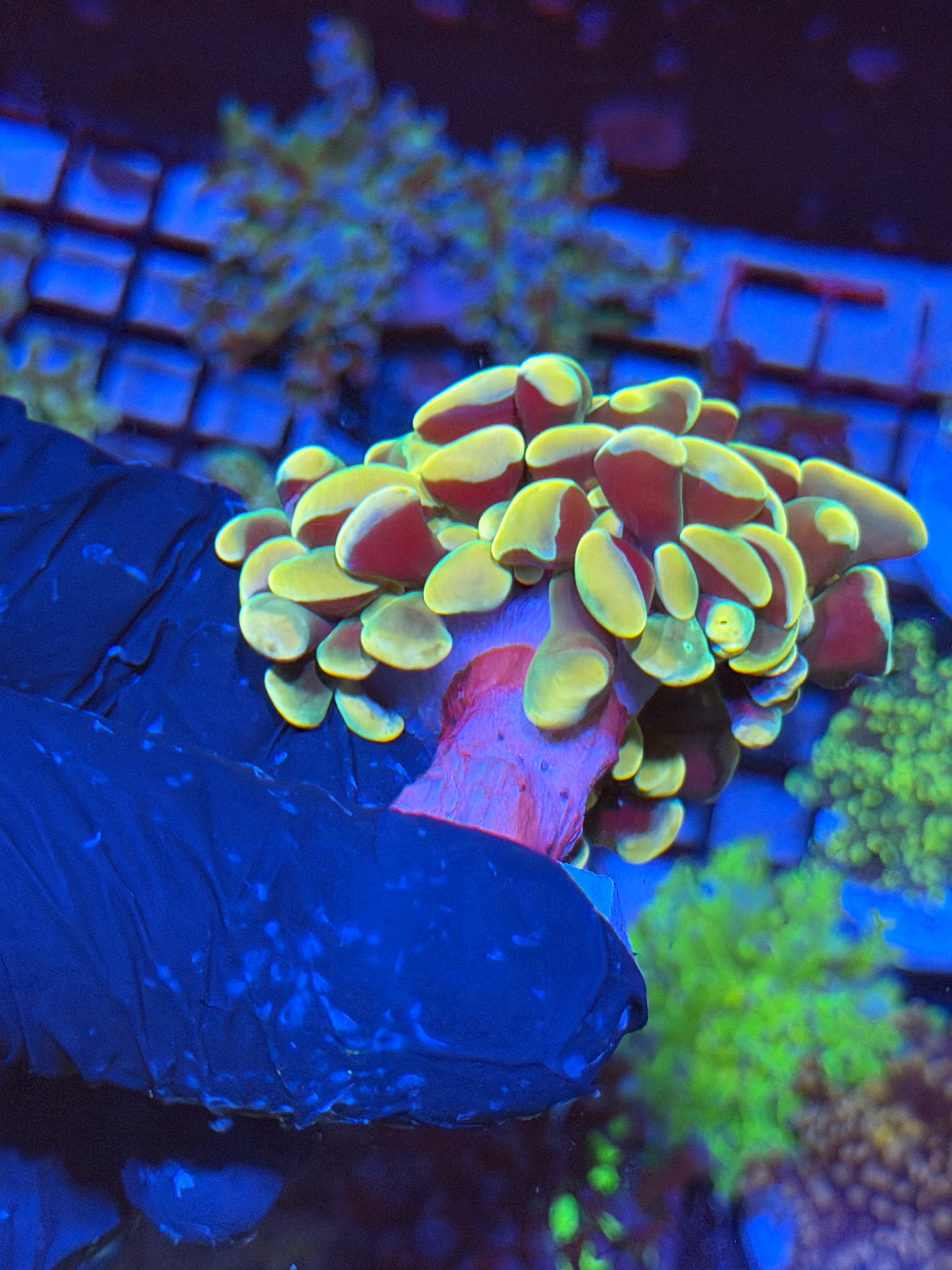 JEA Holy Mac Hammer Coral 1 XL Head Splitting 4/23