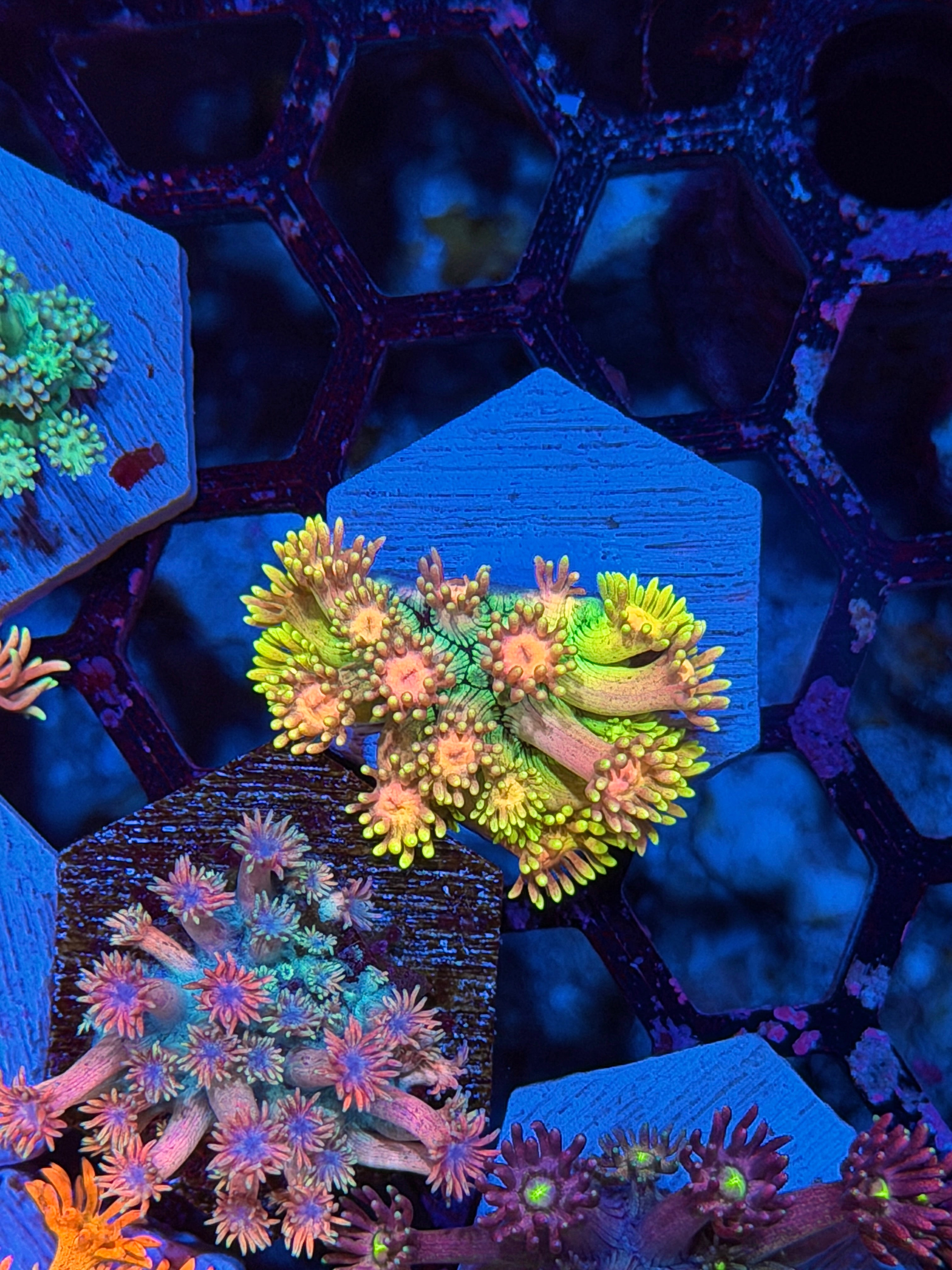 JEA Rainbow Laser Goniopora Coral *New Release*
