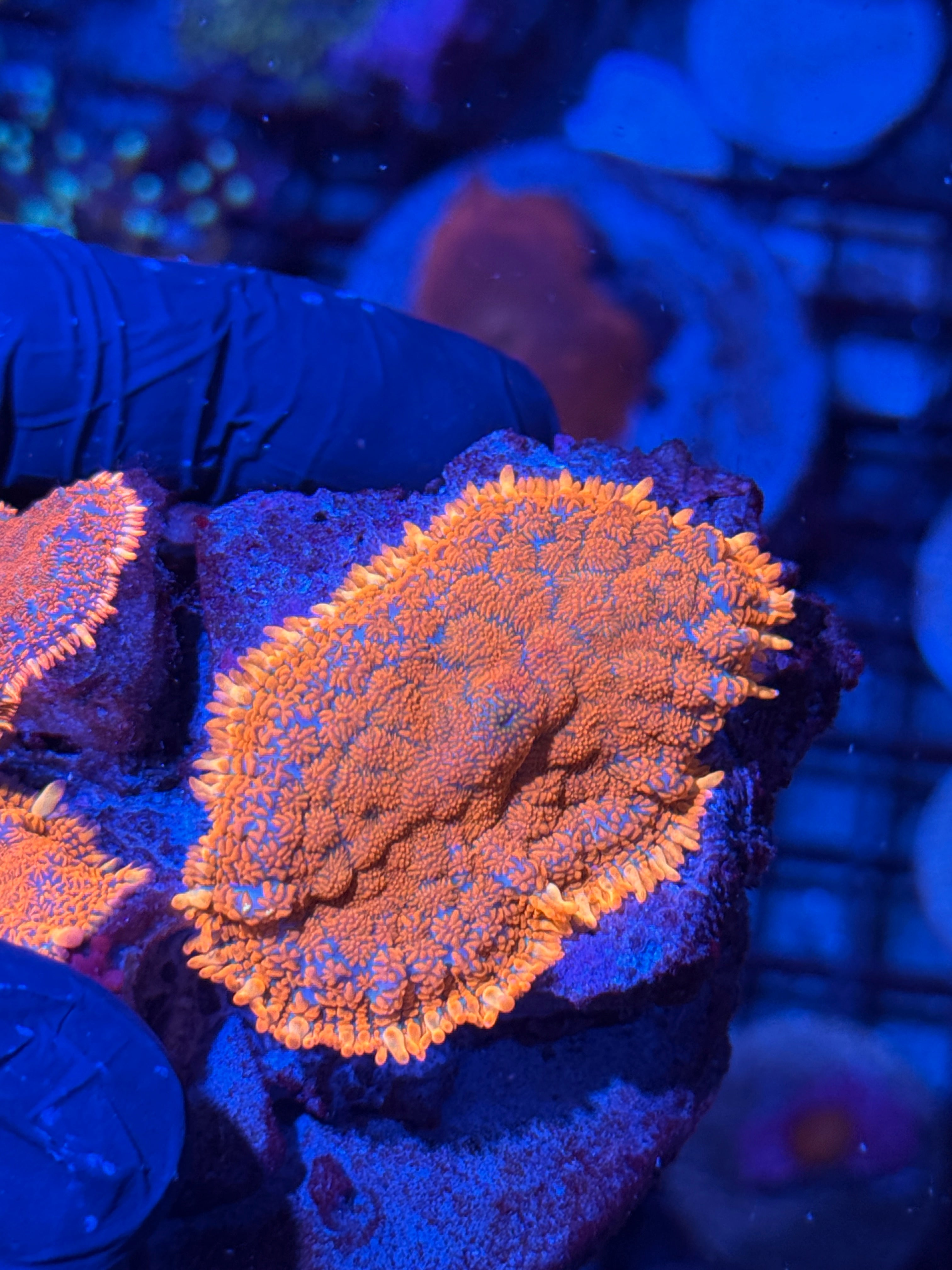 JEA Fireball Rhodactis Mushroom Coral Mama 2.5” Bright 7/2