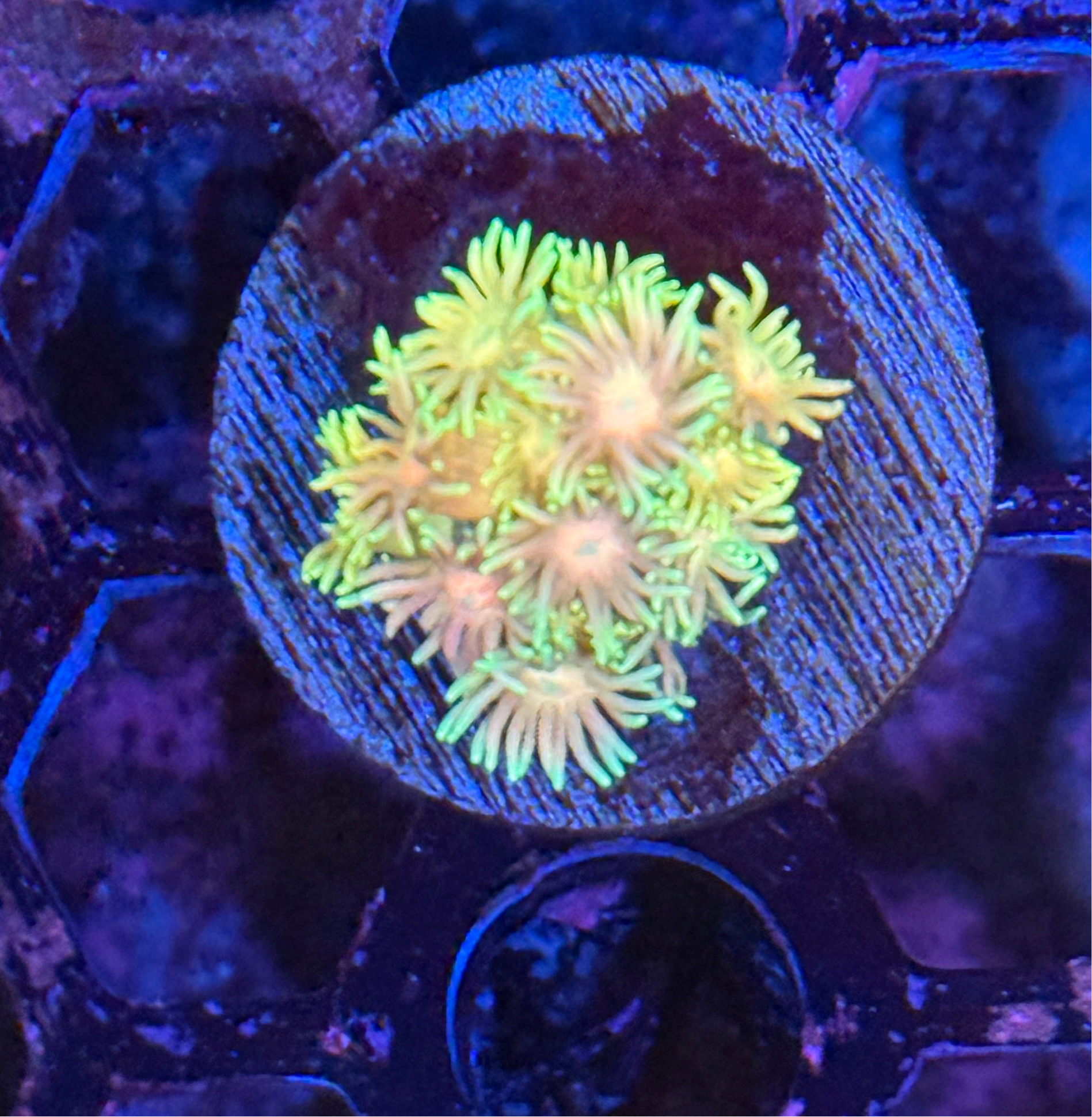 JEA Pink Lotus Goniopora Coral BRIGHT