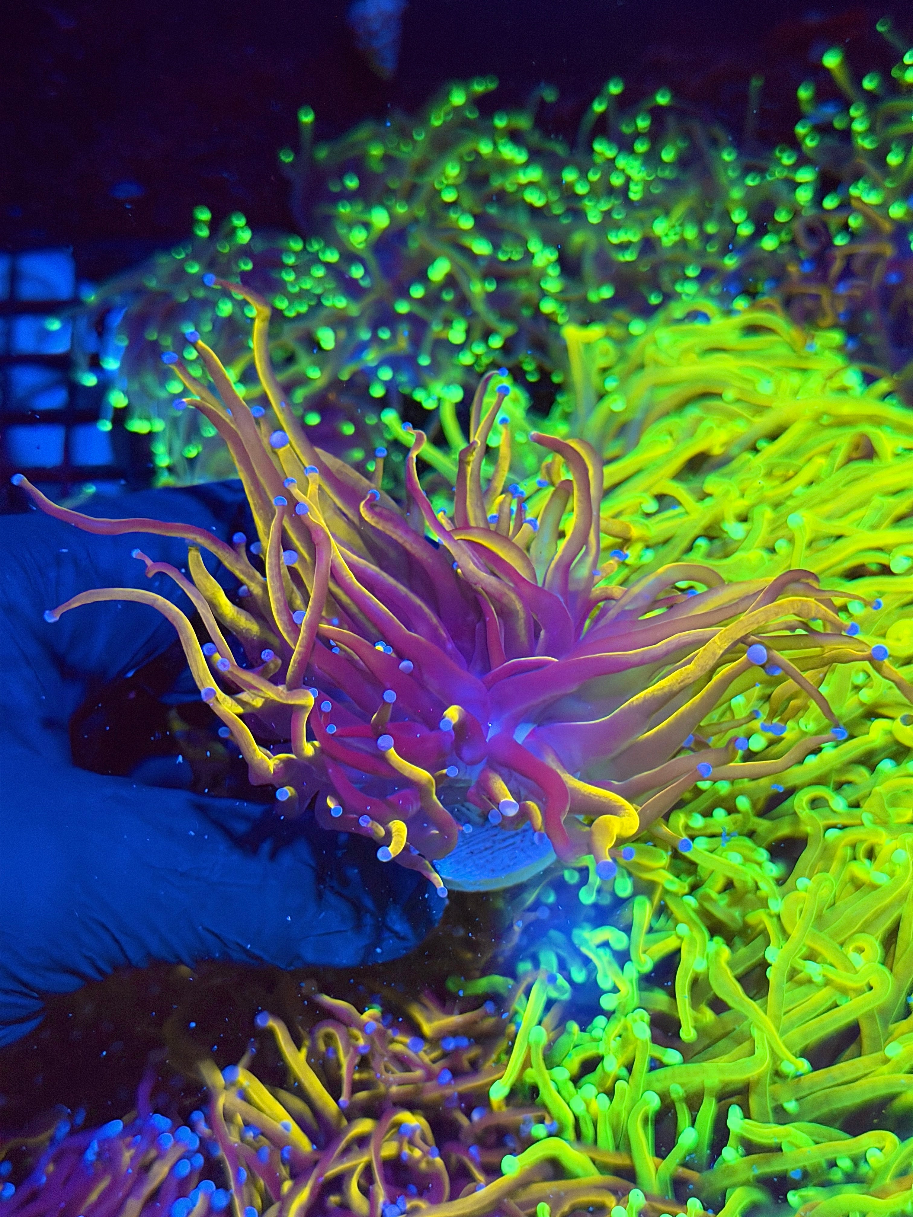 JEA Orange Peel Torch Coral  1 XXL Head Splitting