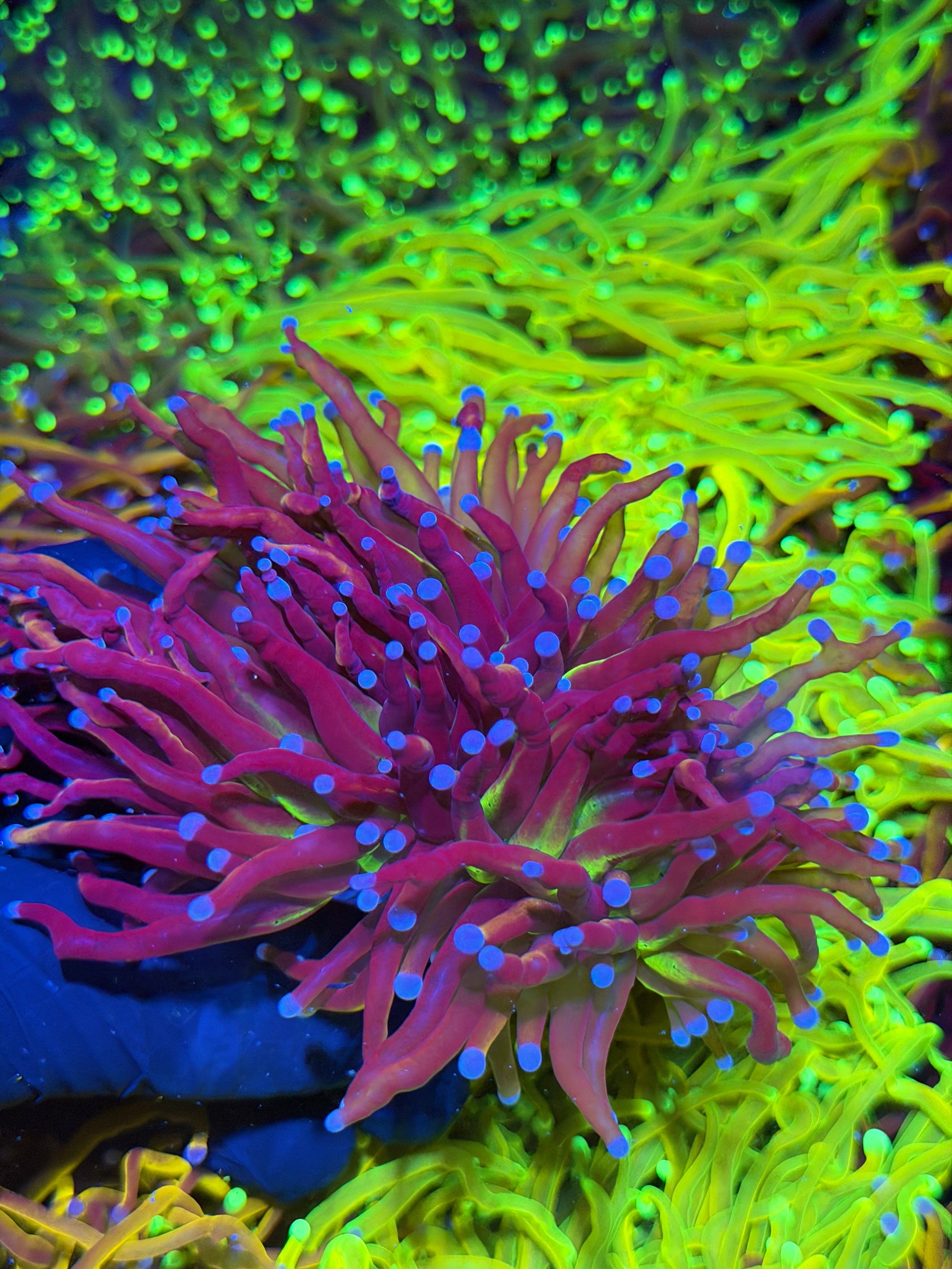 JEA Death Star Grail Torch Coral 2 Heads XXL
