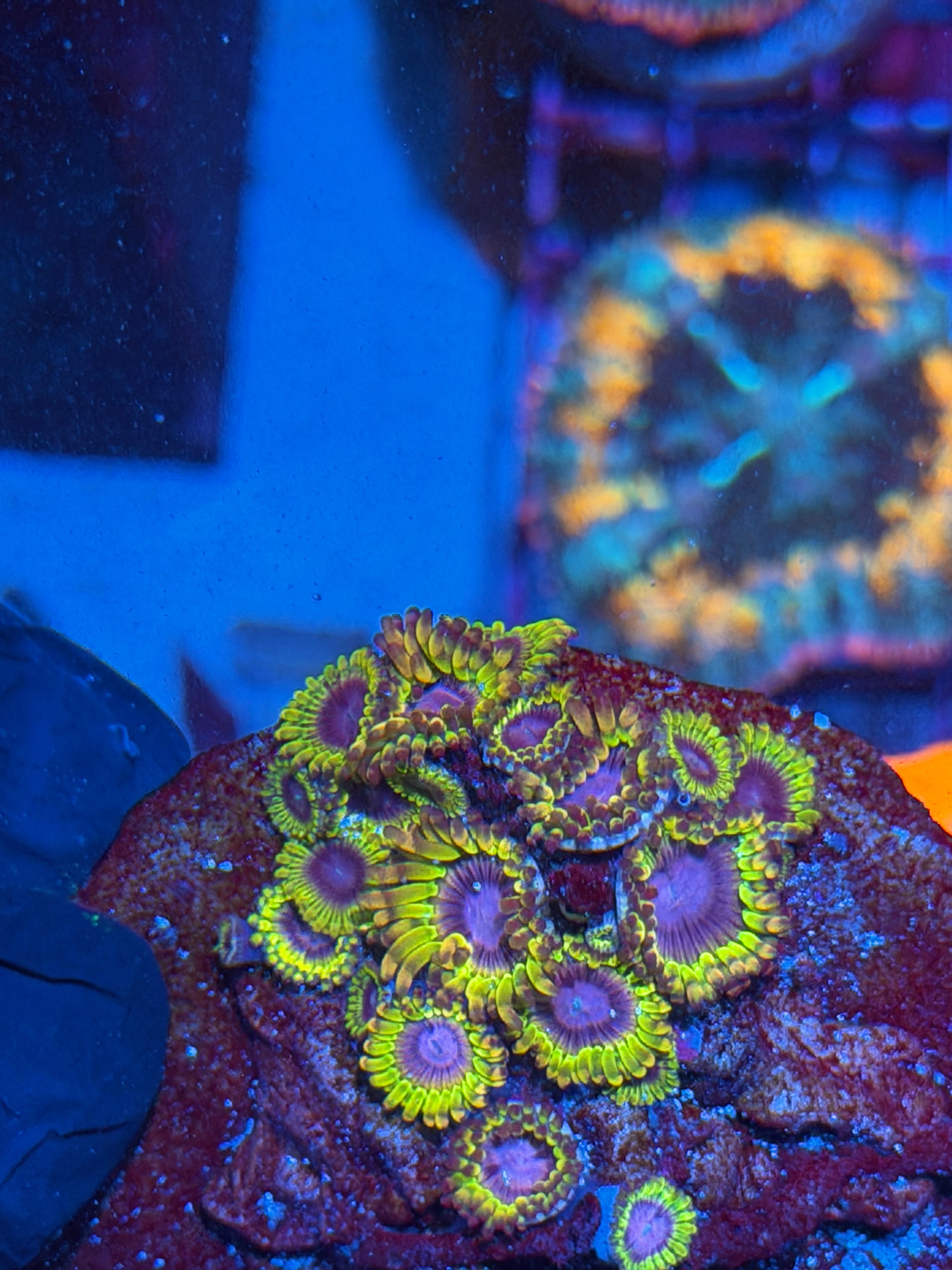 JEA Cyclops Zoanthid Coral Colony