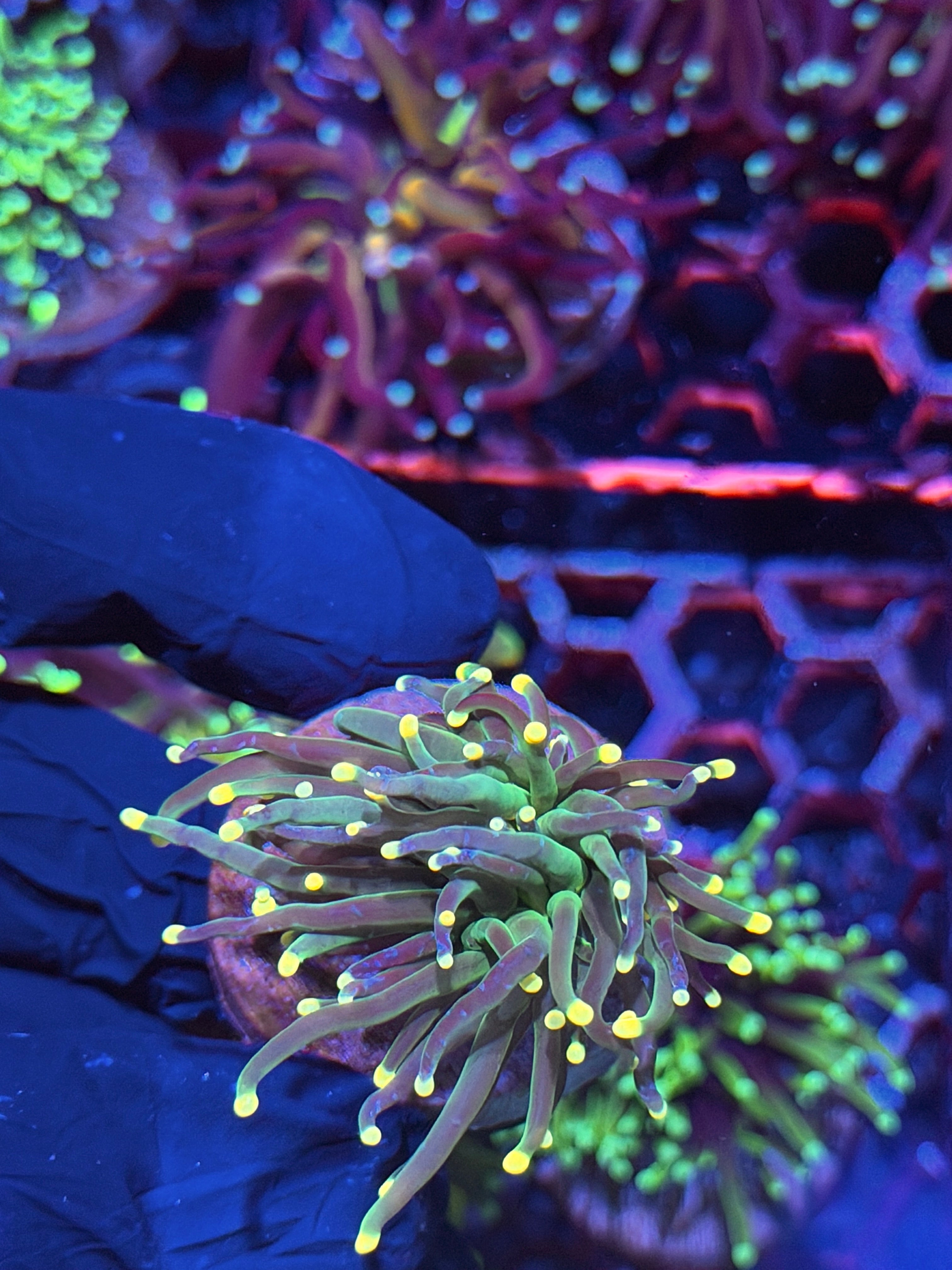 JEA Lemon Drop Torch Coral 1 Head