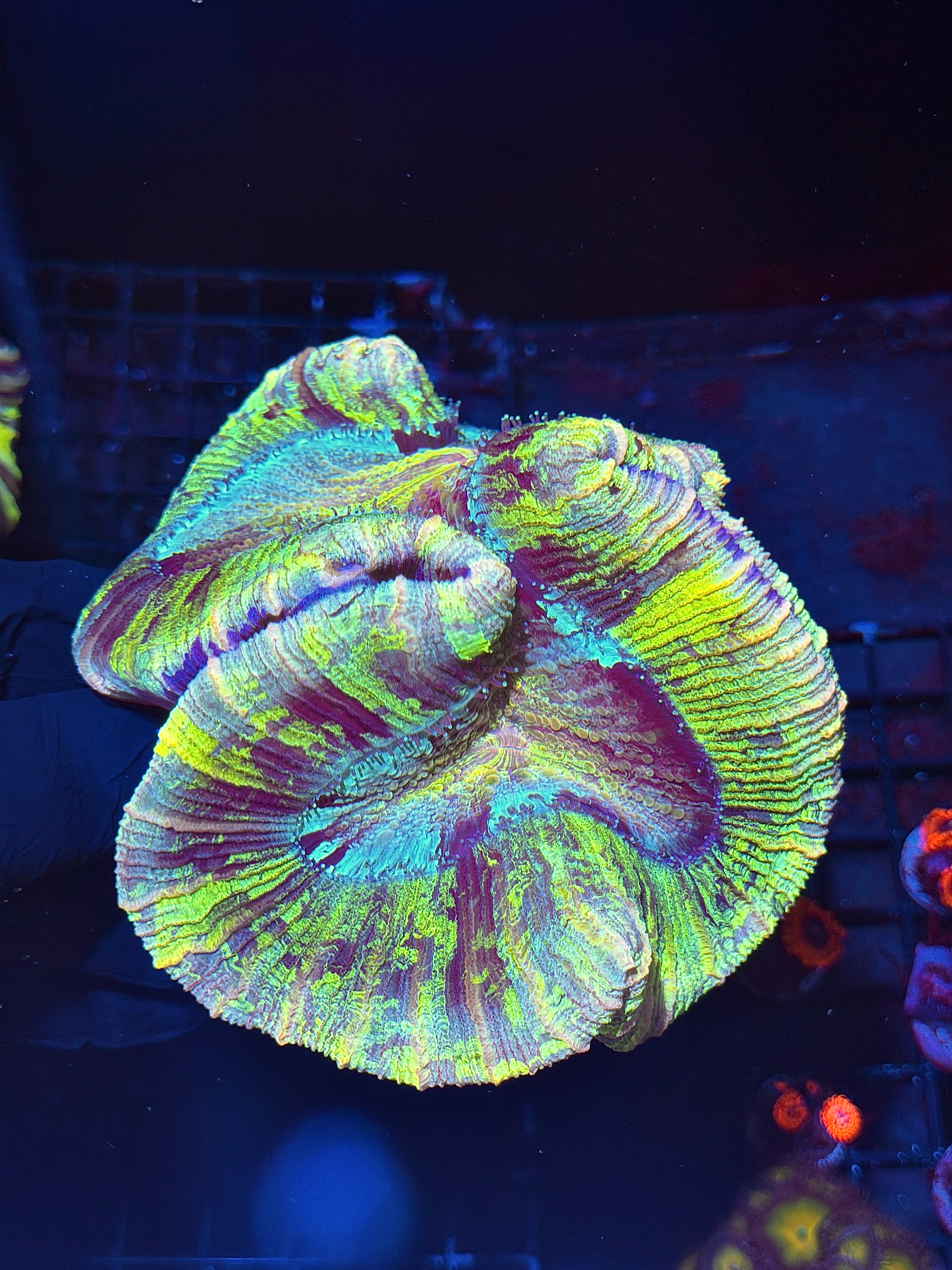 Tie Dye Rainbow Trachyphyllia Meat Coral XXXL Show Piece 8/1