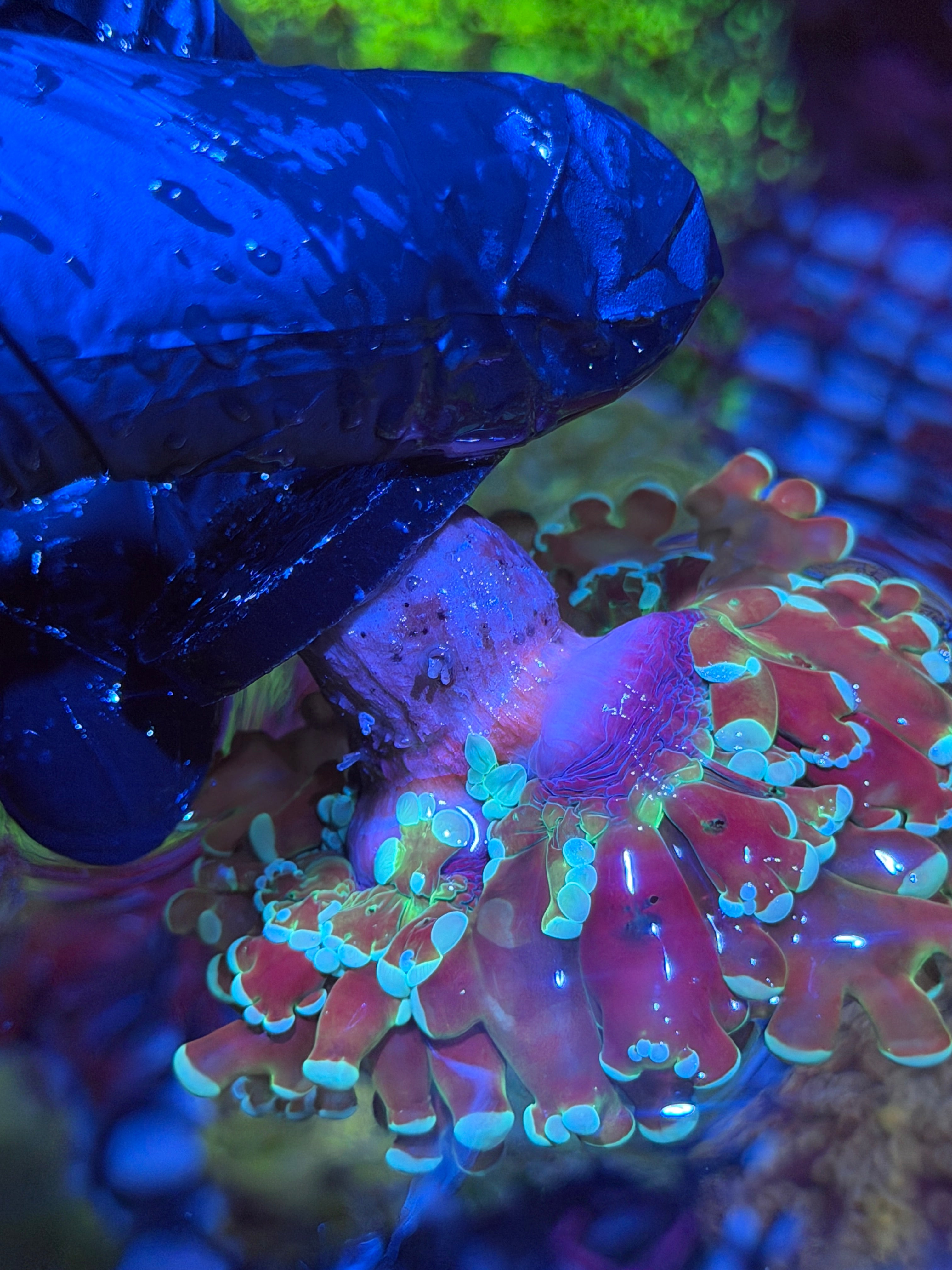 JEA Blue Magic Frogspawn Coral 2 Heads XXL 6/4