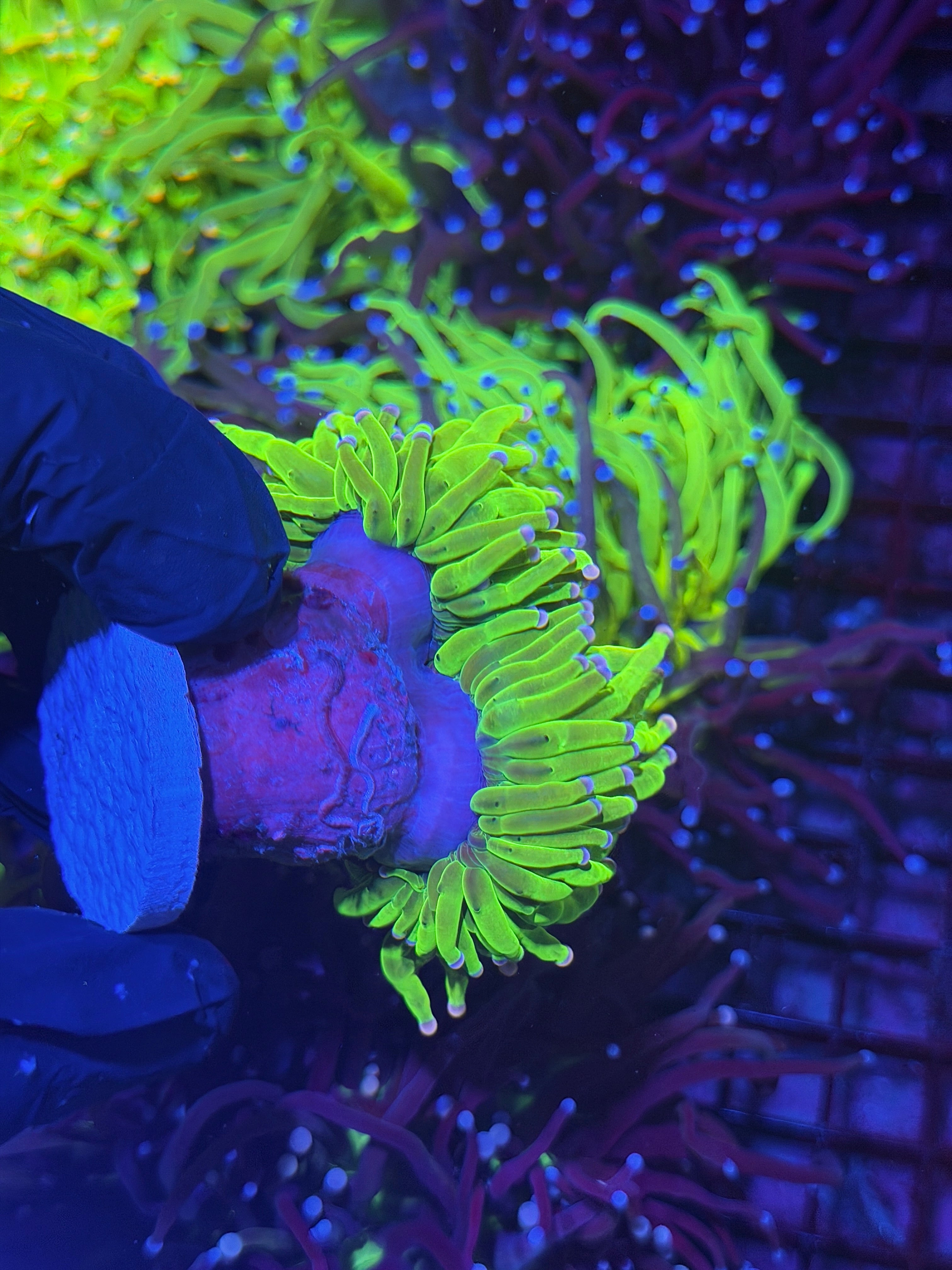 JEA Skittles Holy Grail Torch Coral 2 Heads XXL (Pink + Purple Tips)