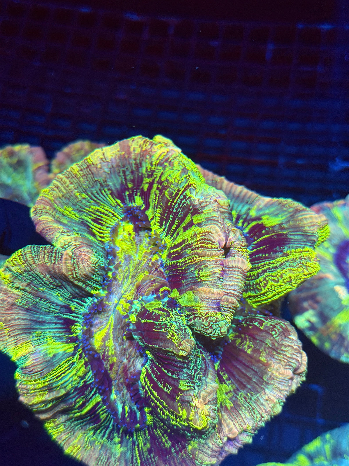 Rainbow Holographic Trachyphyllia Meat Coral XXL Show Piece 9/27