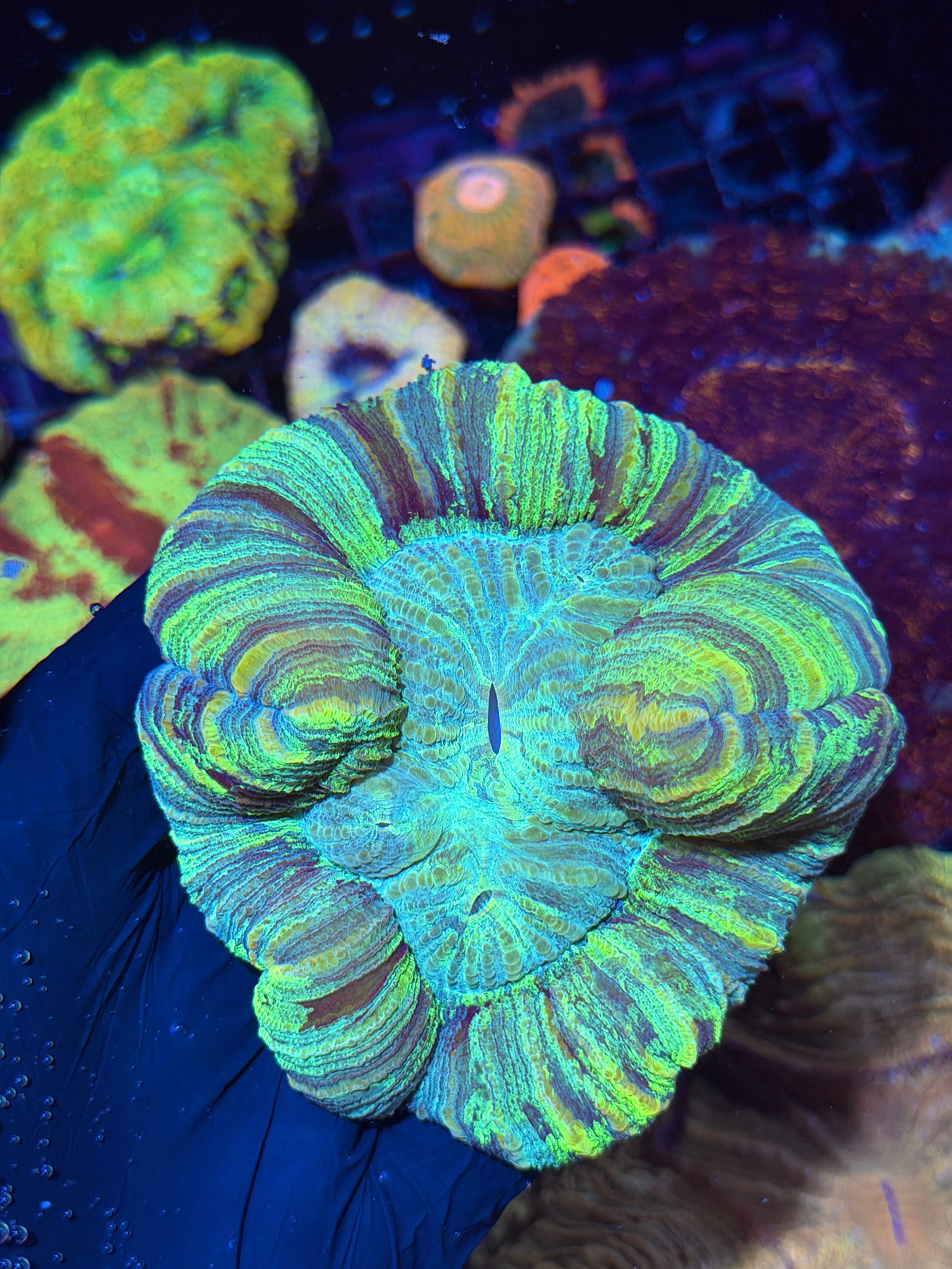 Striped Pastel Trachyphyllia Meat Coral XL