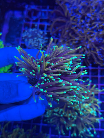 Jay's Exotic Coral Auctions