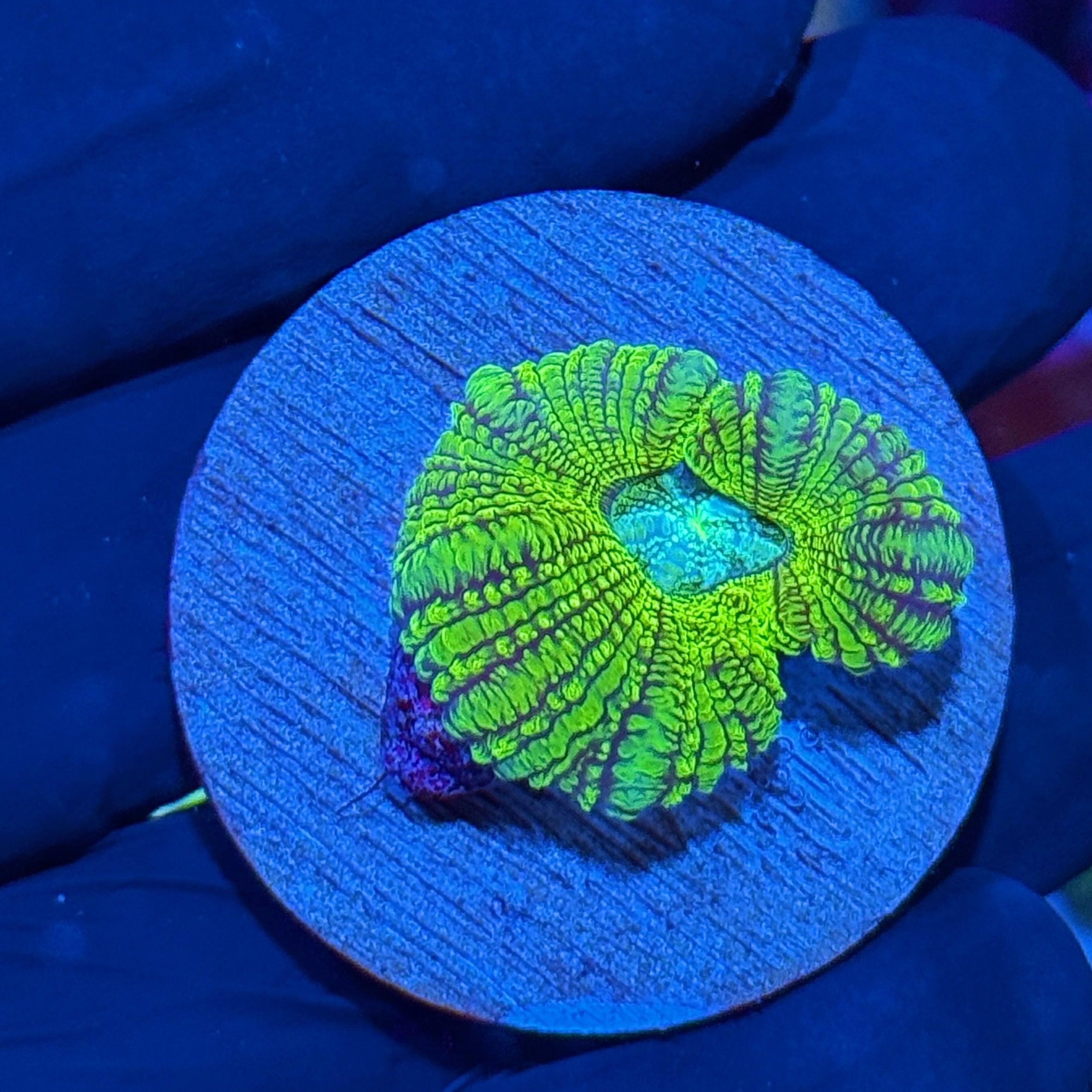 JEA Acid Trip Asian Acans Coral 1 XL Polyp
