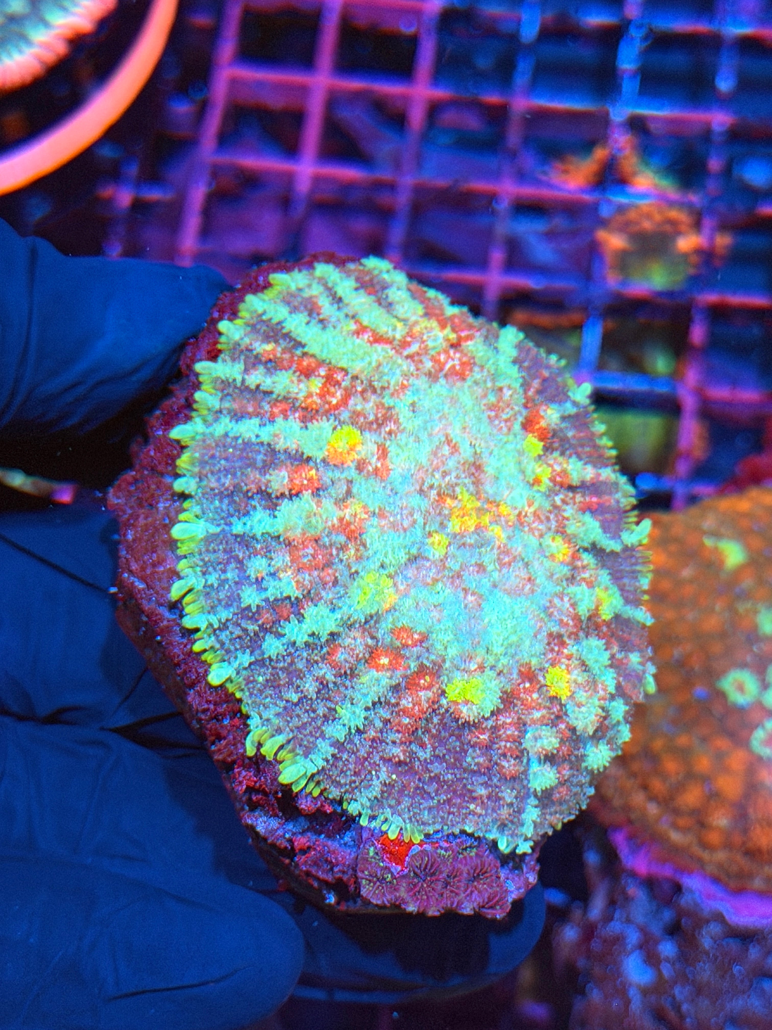 JEA Forbidden Relic Mushrooms Coral XXL Show Piece INSANE 3/4