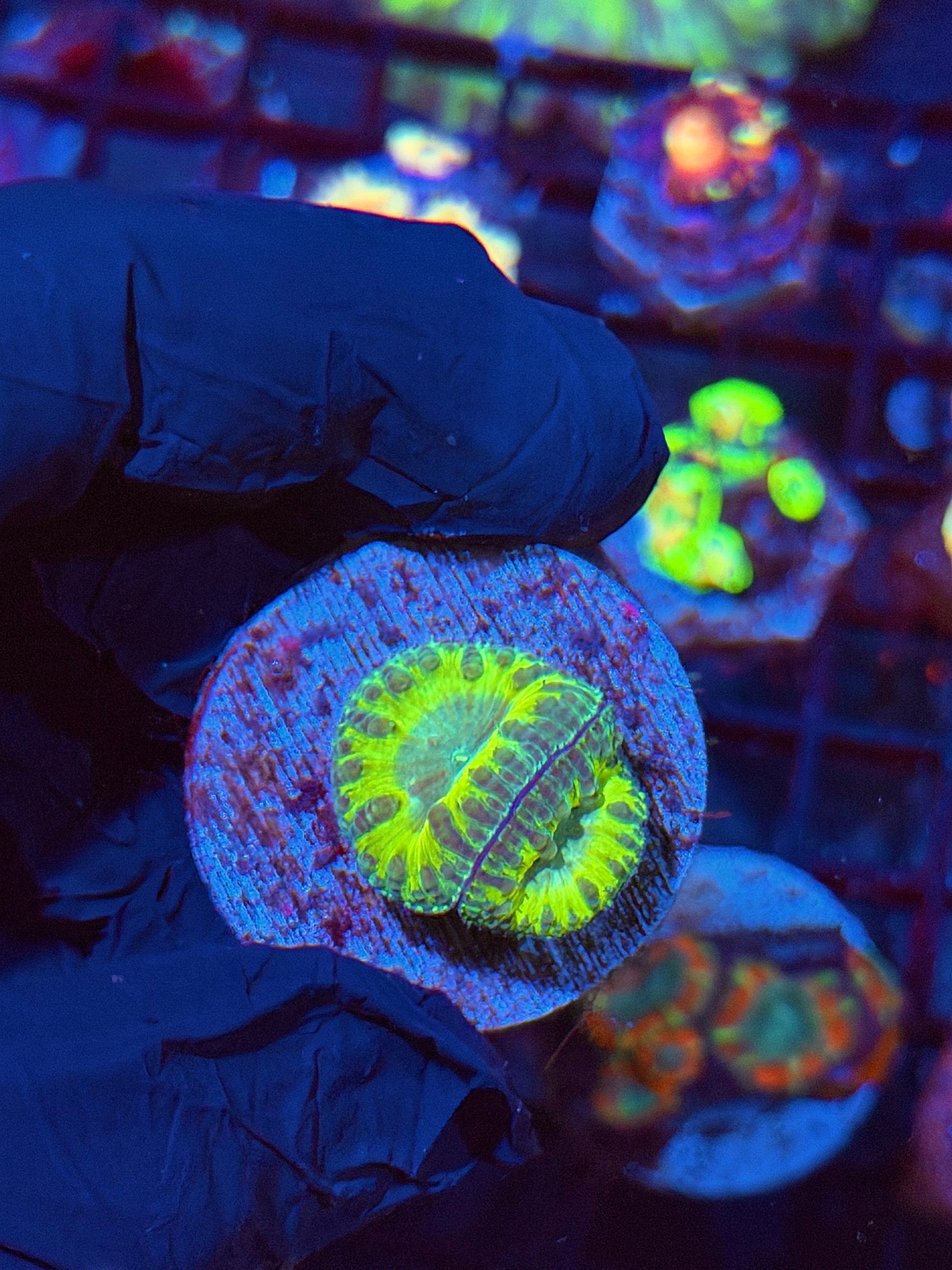 JEA Predator Blastomussa Coral 2 Head XL