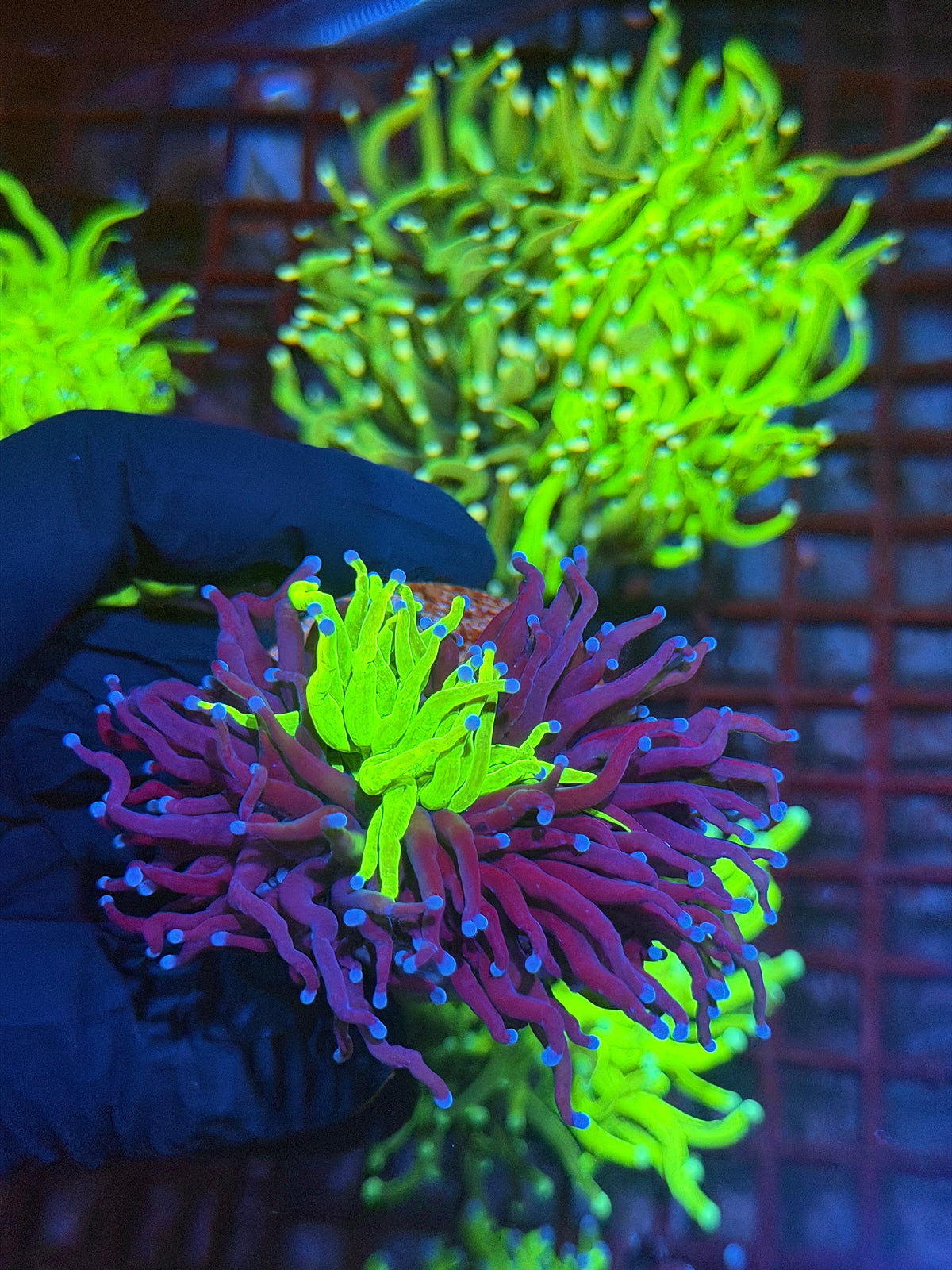 JEA 50/50 Split Grafted Holy Grail Torch Coral 2 XL Heads Splitting Show Piece 9/28