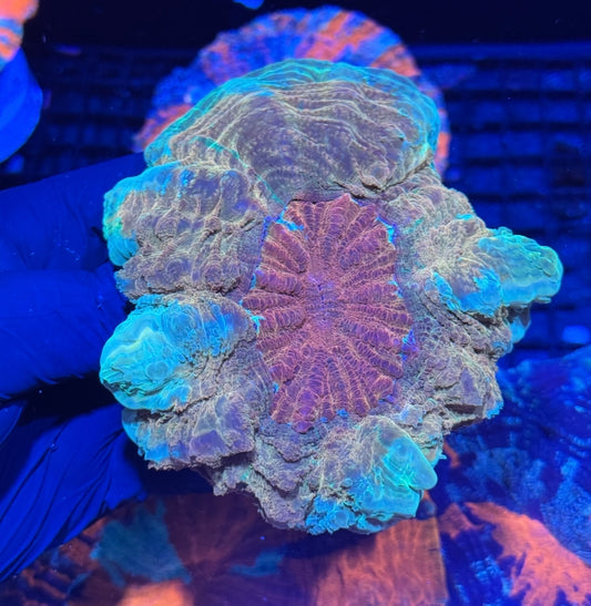 Insane Acanthophyllia Meat Coral XL