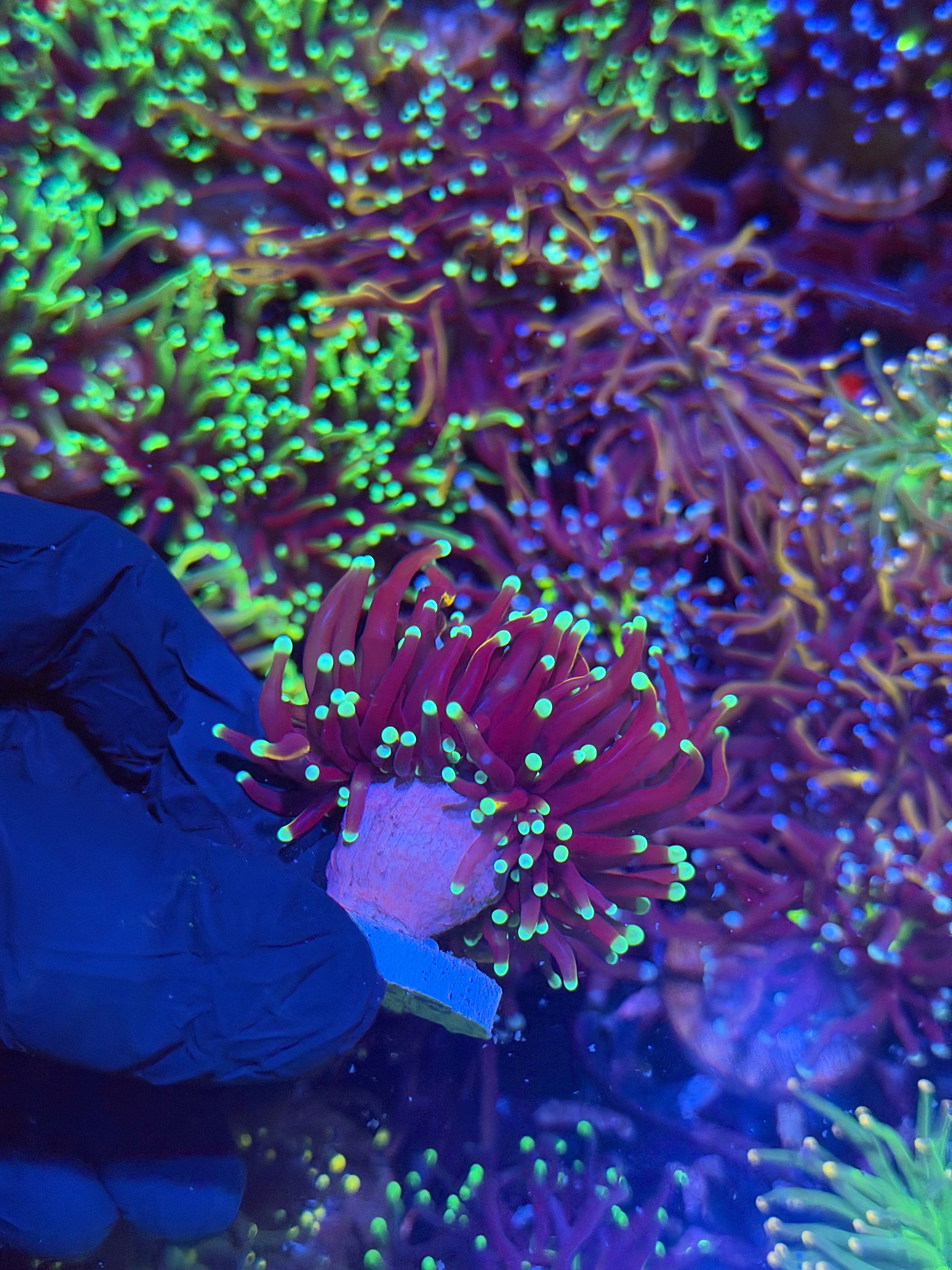 JEA OG Jester Torch Coral 2 Heads Splitting XL