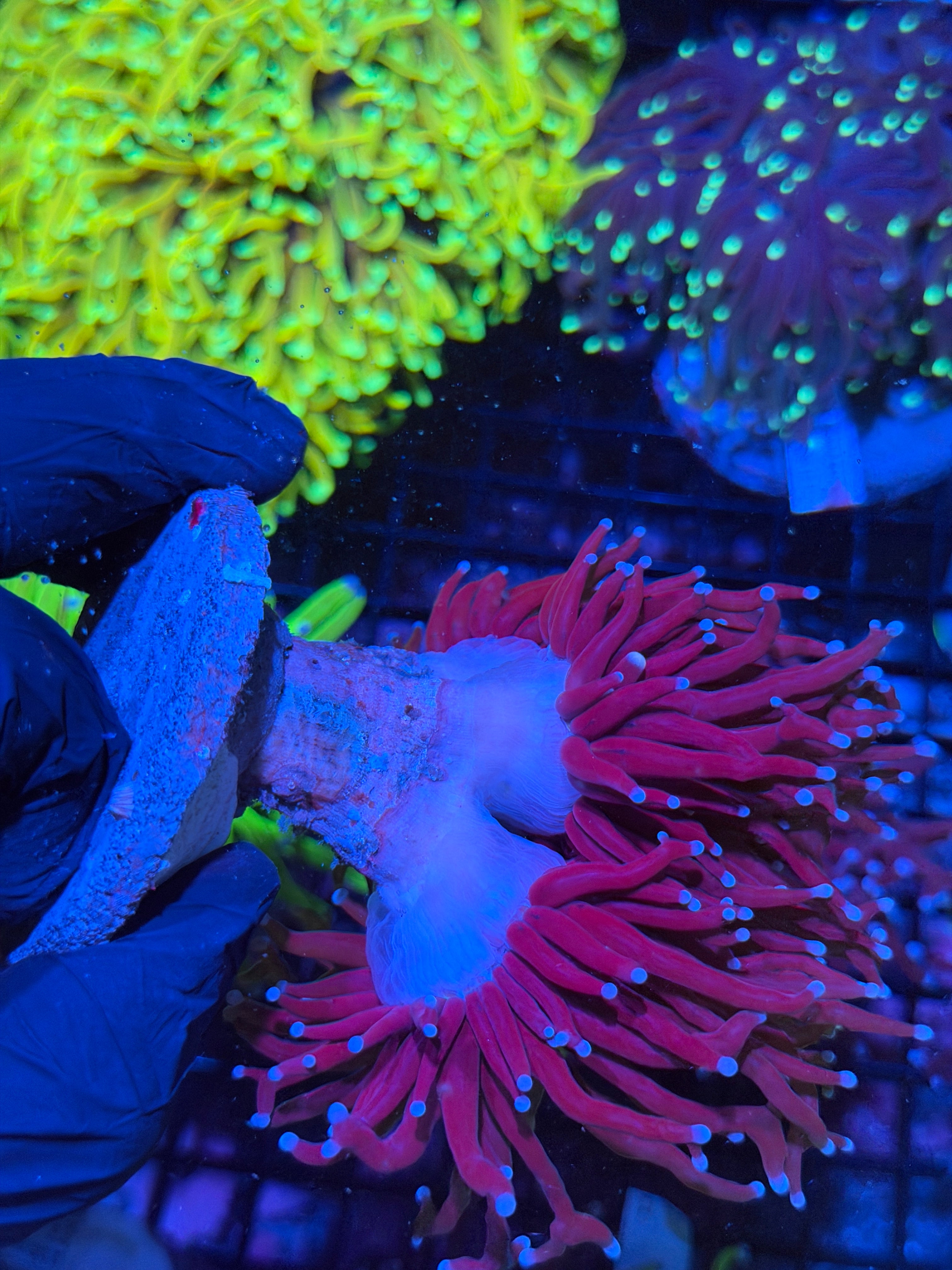 JEA Grafted Holy Grail Torch Coral 2 XXL Heads (RARE)