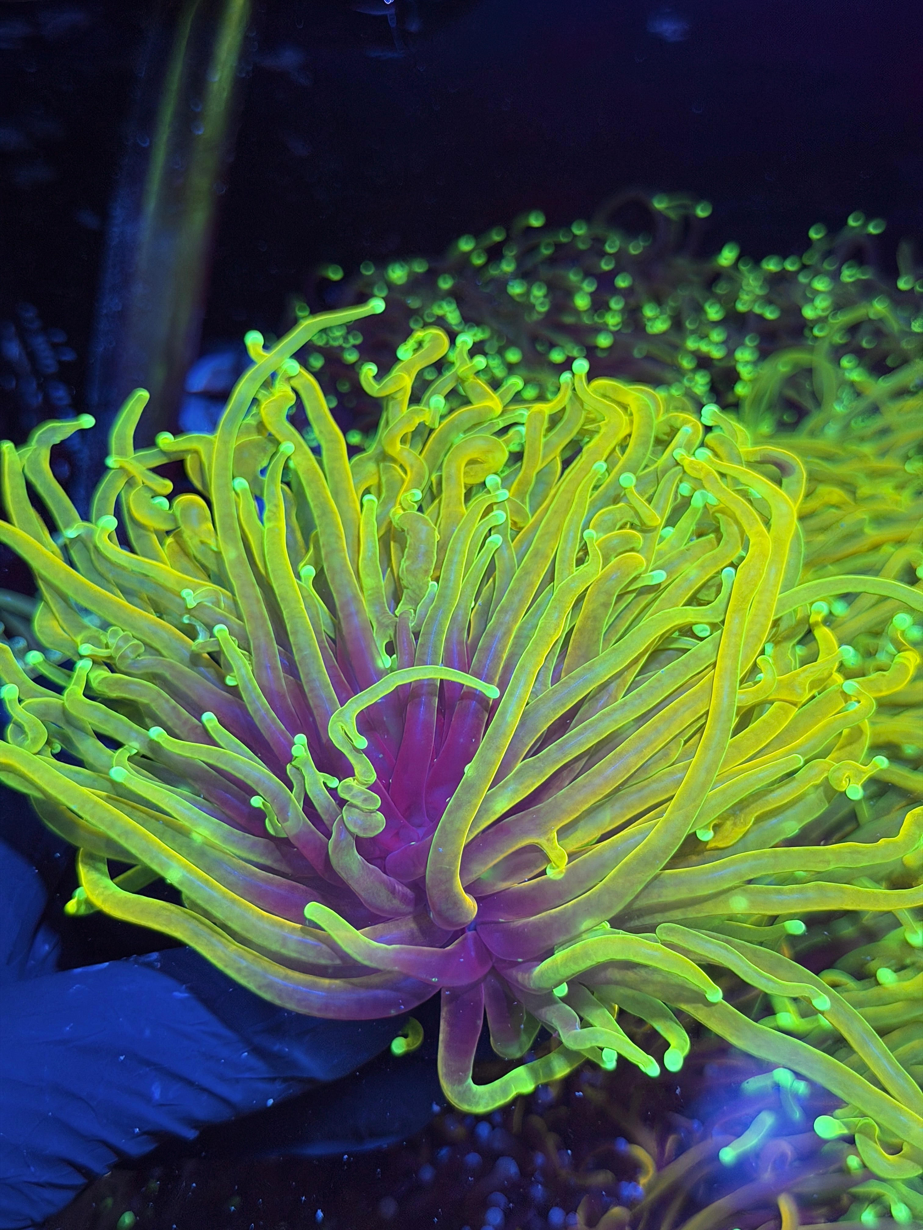 JEA Hellfire Torch Coral 2 Heads Splitting XXL Show Size