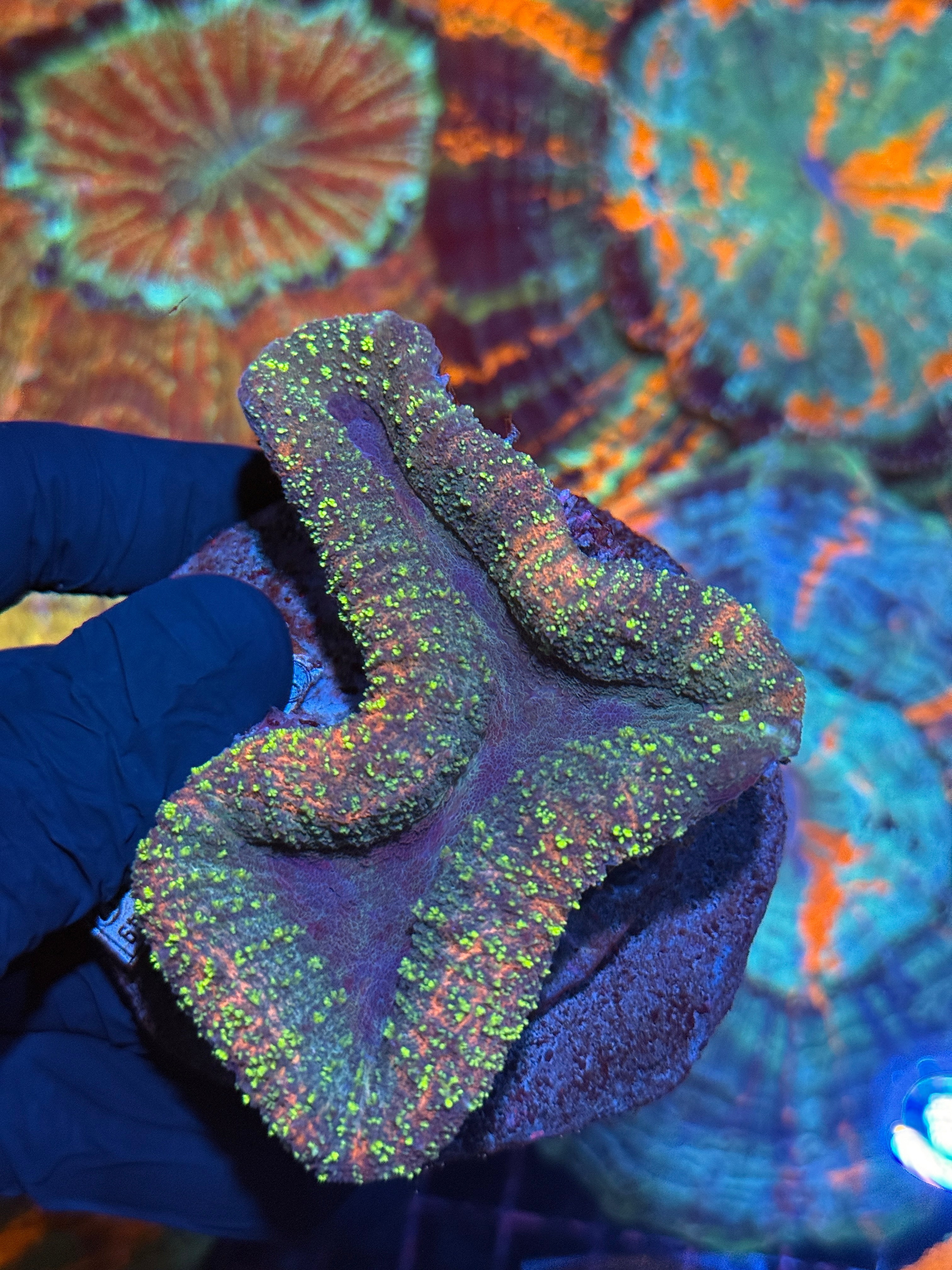 Glitter Lobophyllia Meat Coral XL Show Sized
