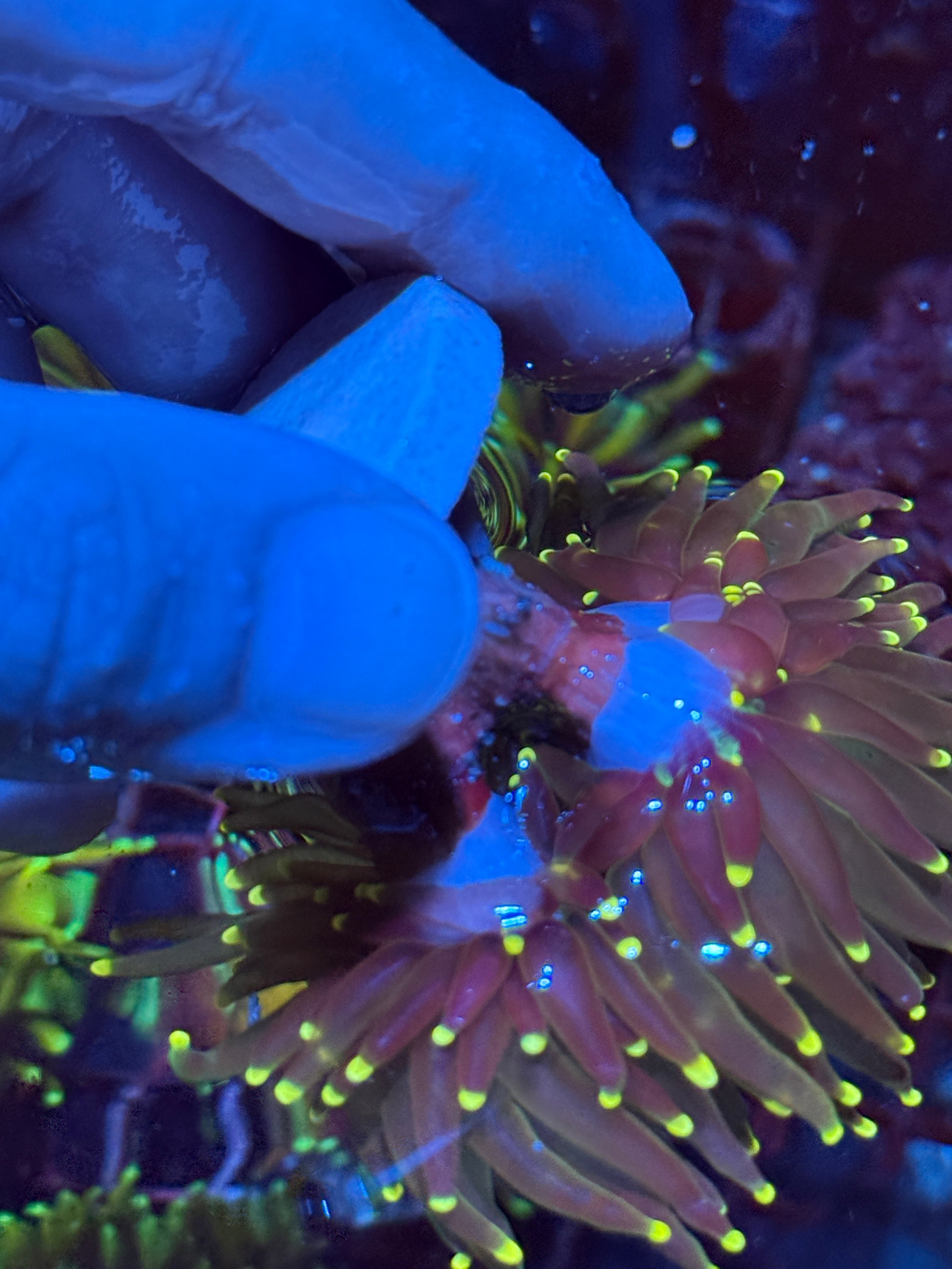 JEA Lemon Drop Torch Coral 2 XL Heads