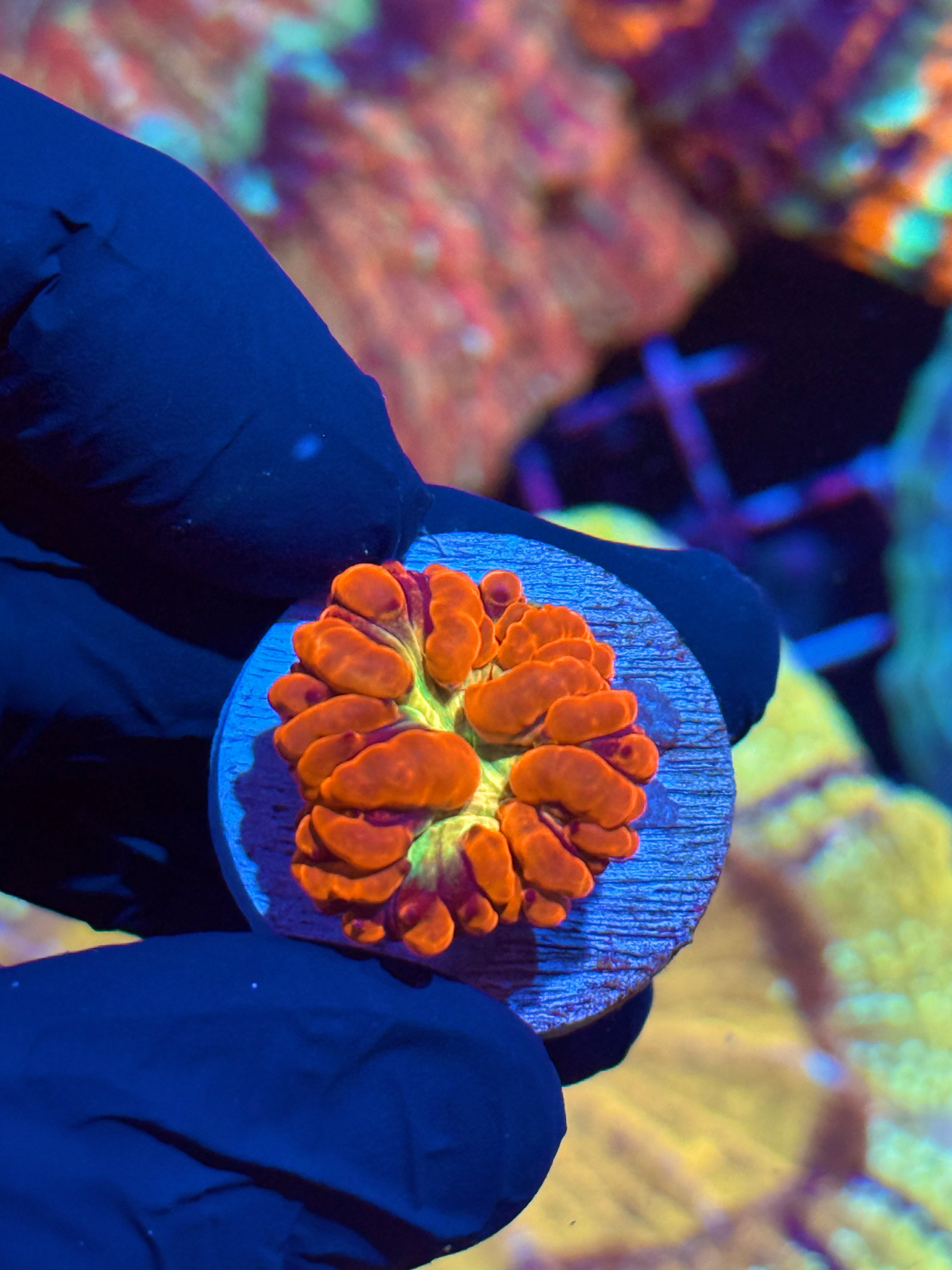 JEA Flash Blastomussa Coral 1 XL Head *Rare Limited Release*