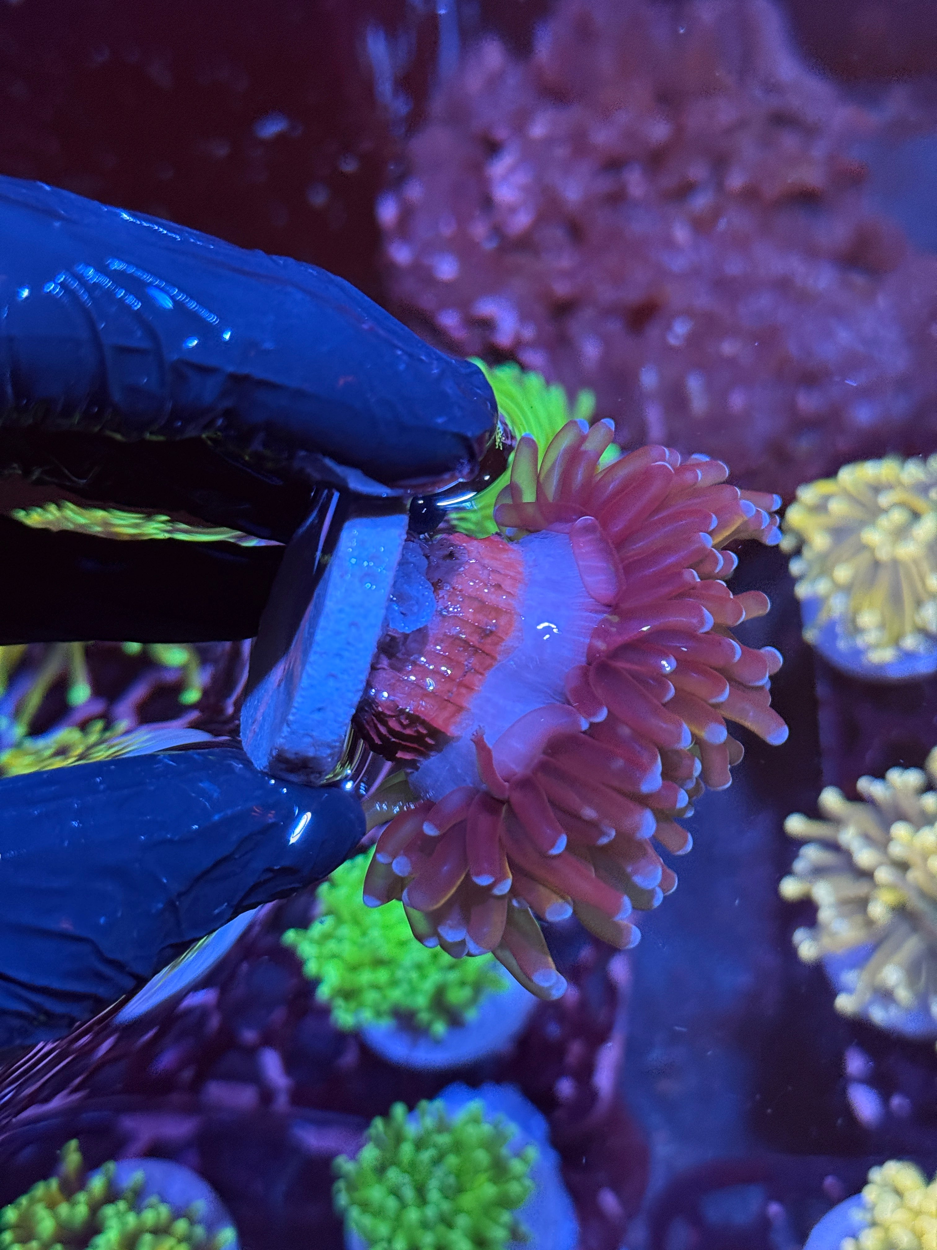 JEA Purple Tip Dragon Tamer Torch Coral 2 Heads