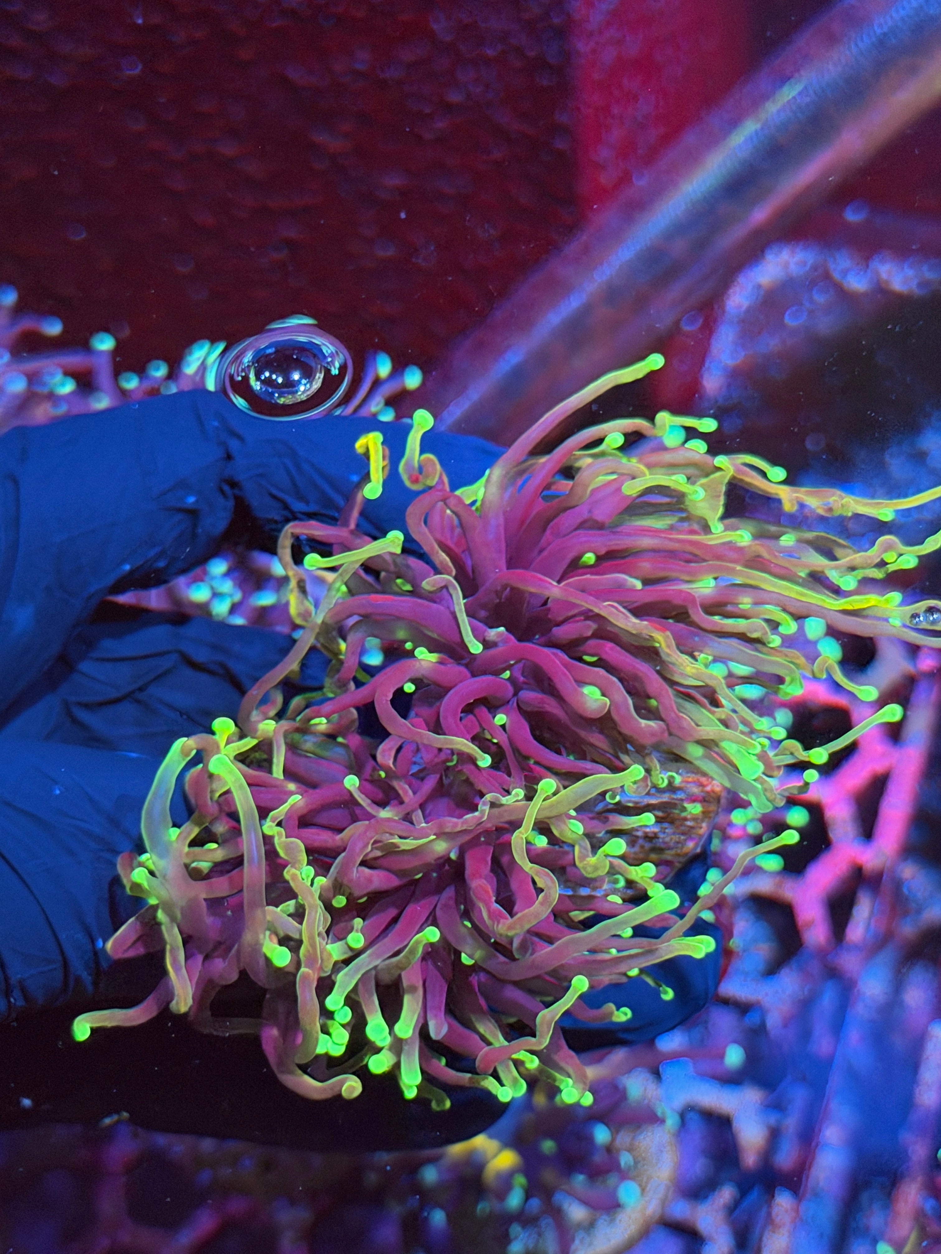JEA Freezer Burn Torch Coral 2 XXL Heads Splitting to 4 8/29