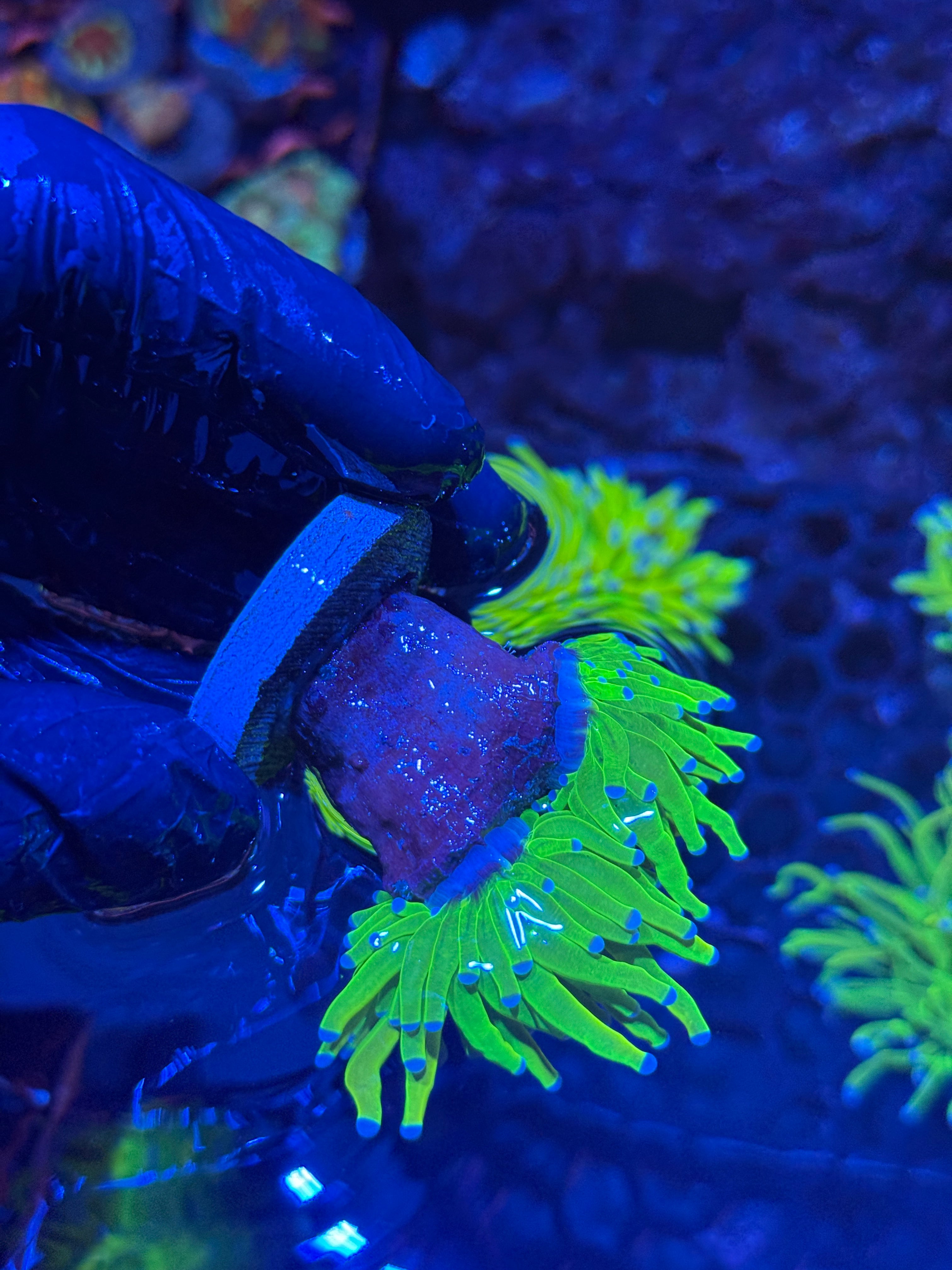 JEA Holy Grail Torch Coral 2 Heads