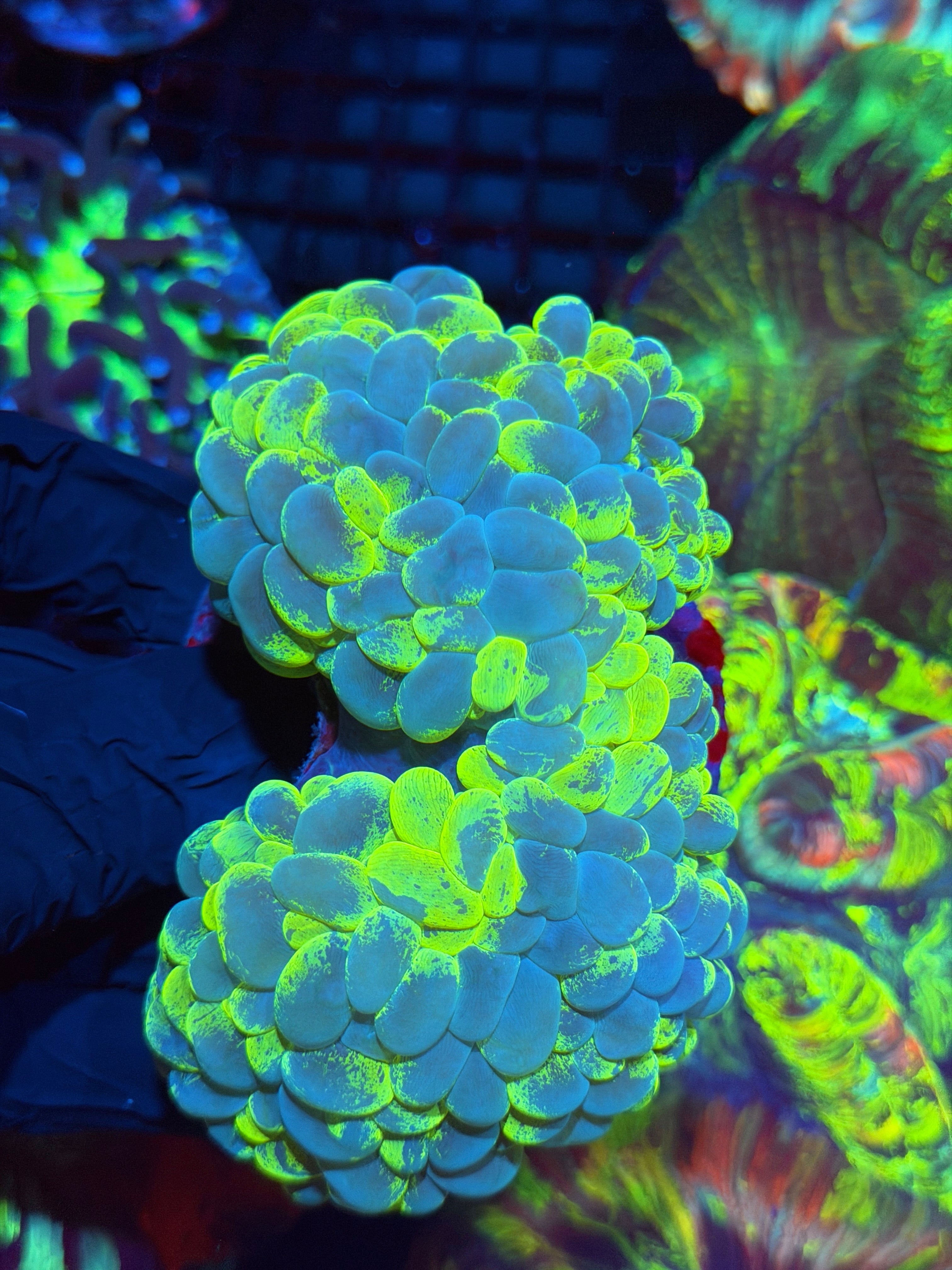 Insanely Bright Splatter Bubble Coral XXL 2/25