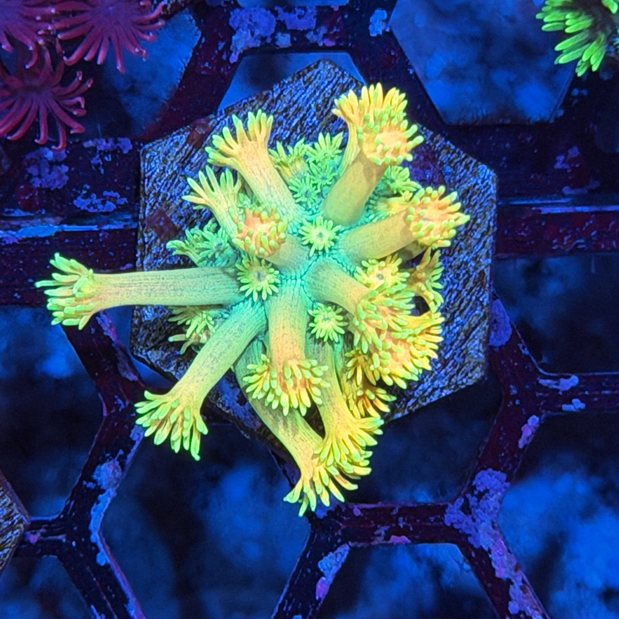 Jay's Exotic Corals