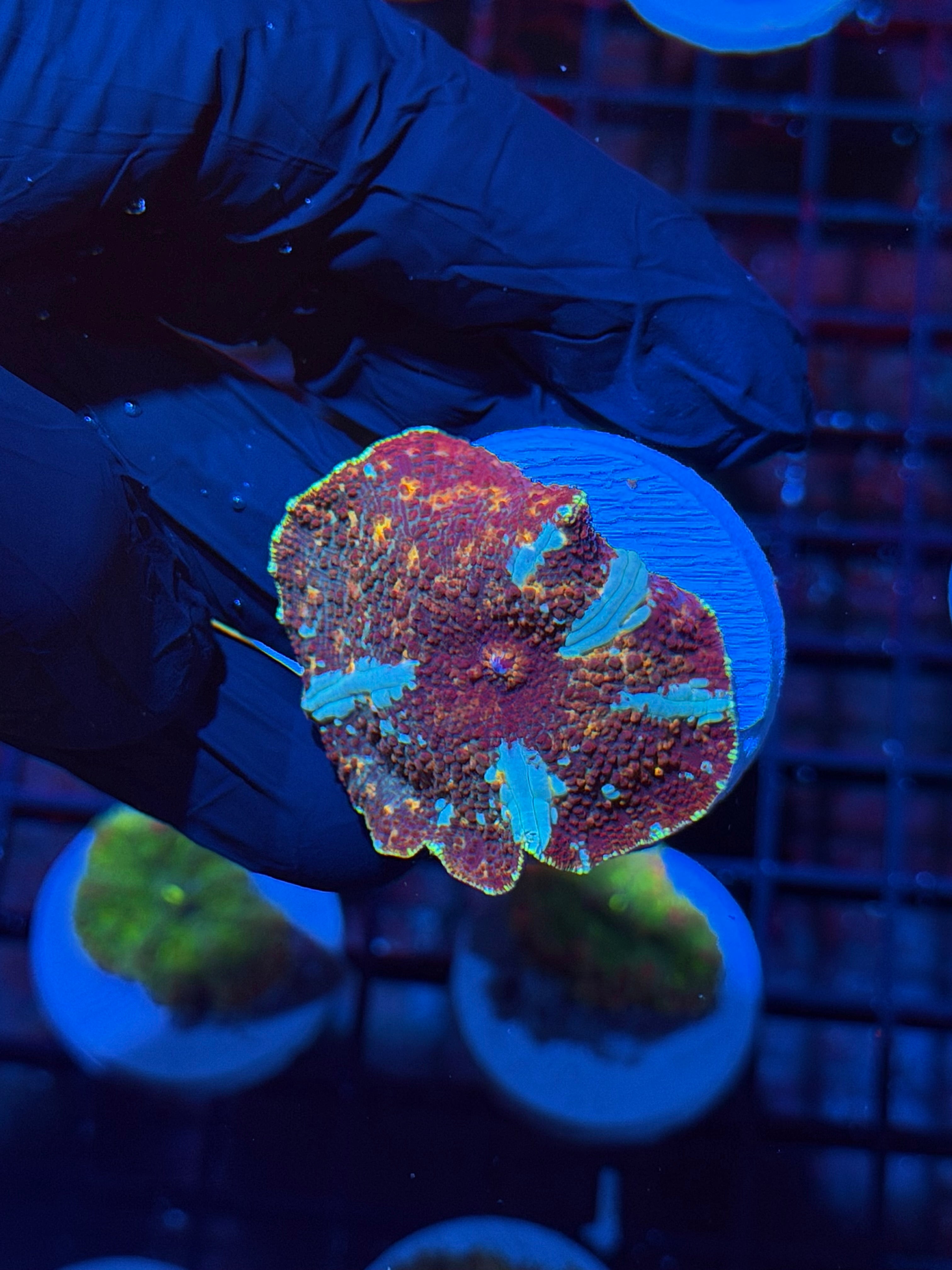 JEA Riot Shield Jawbreaker Mushroom Coral XL *New Release* 8/6