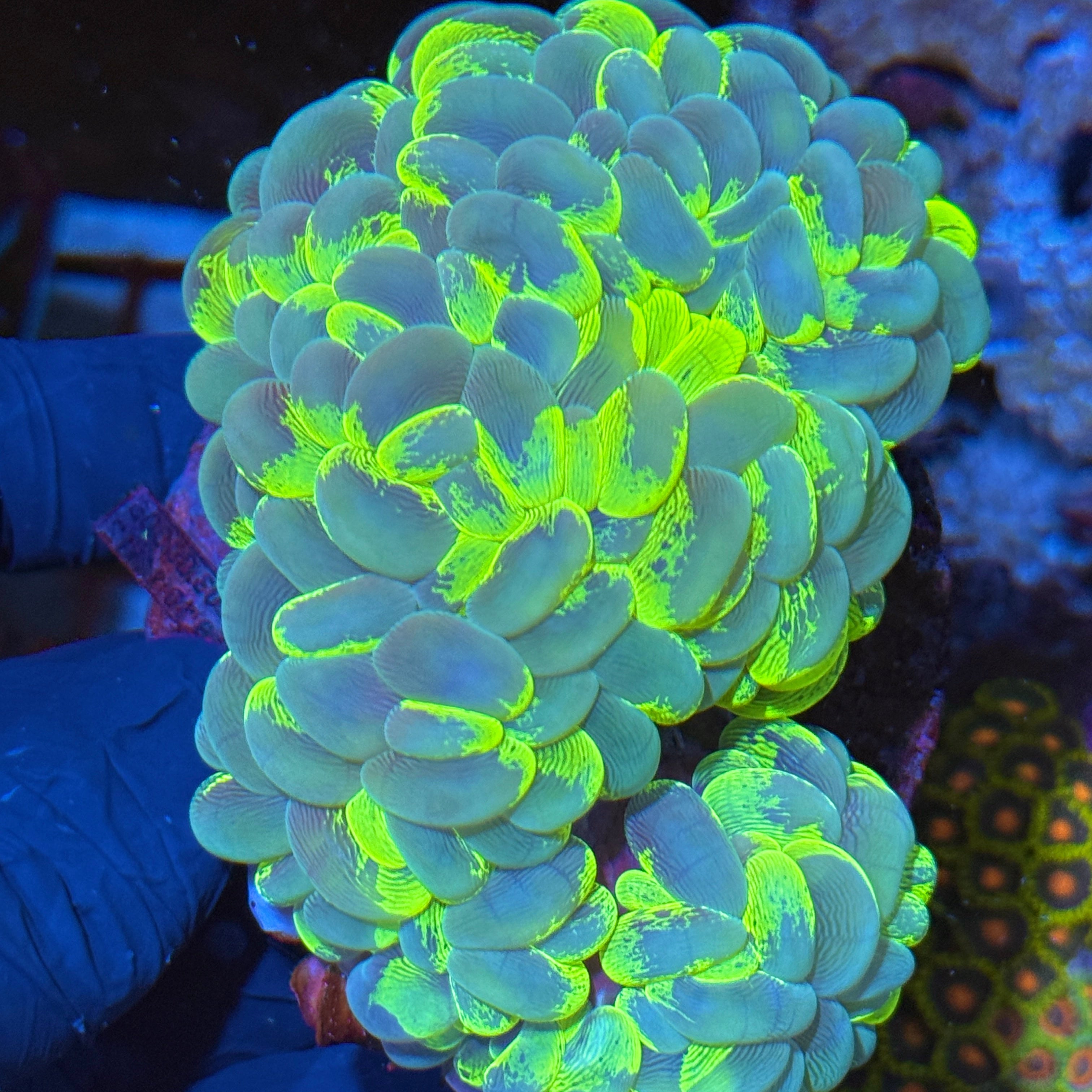 XL Show Sized Splatter Bubble Coral