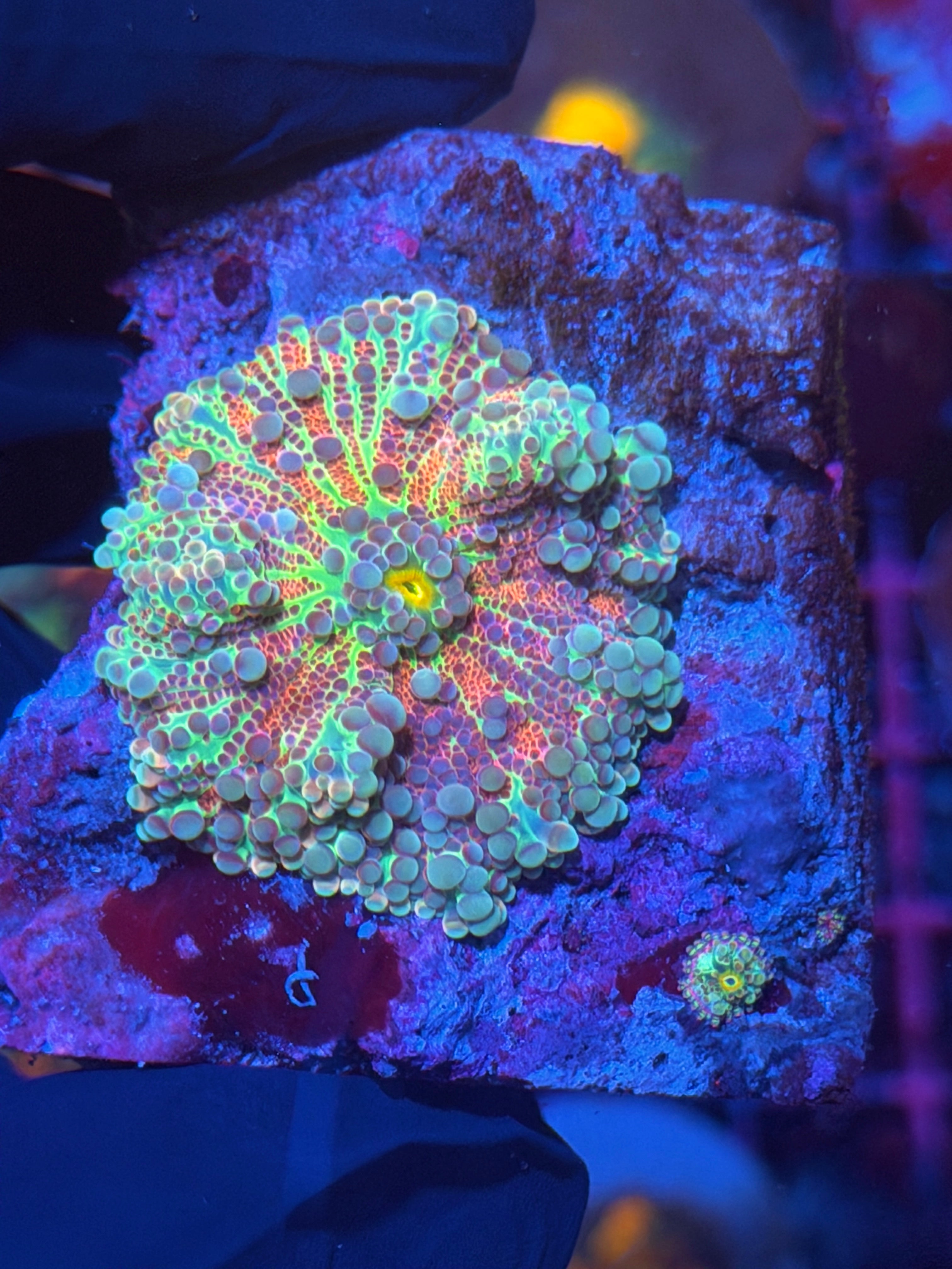 JEA Rainbow Sunset Gumball Yuma Mushroom Coral  XXL with 2 Babies 11/28