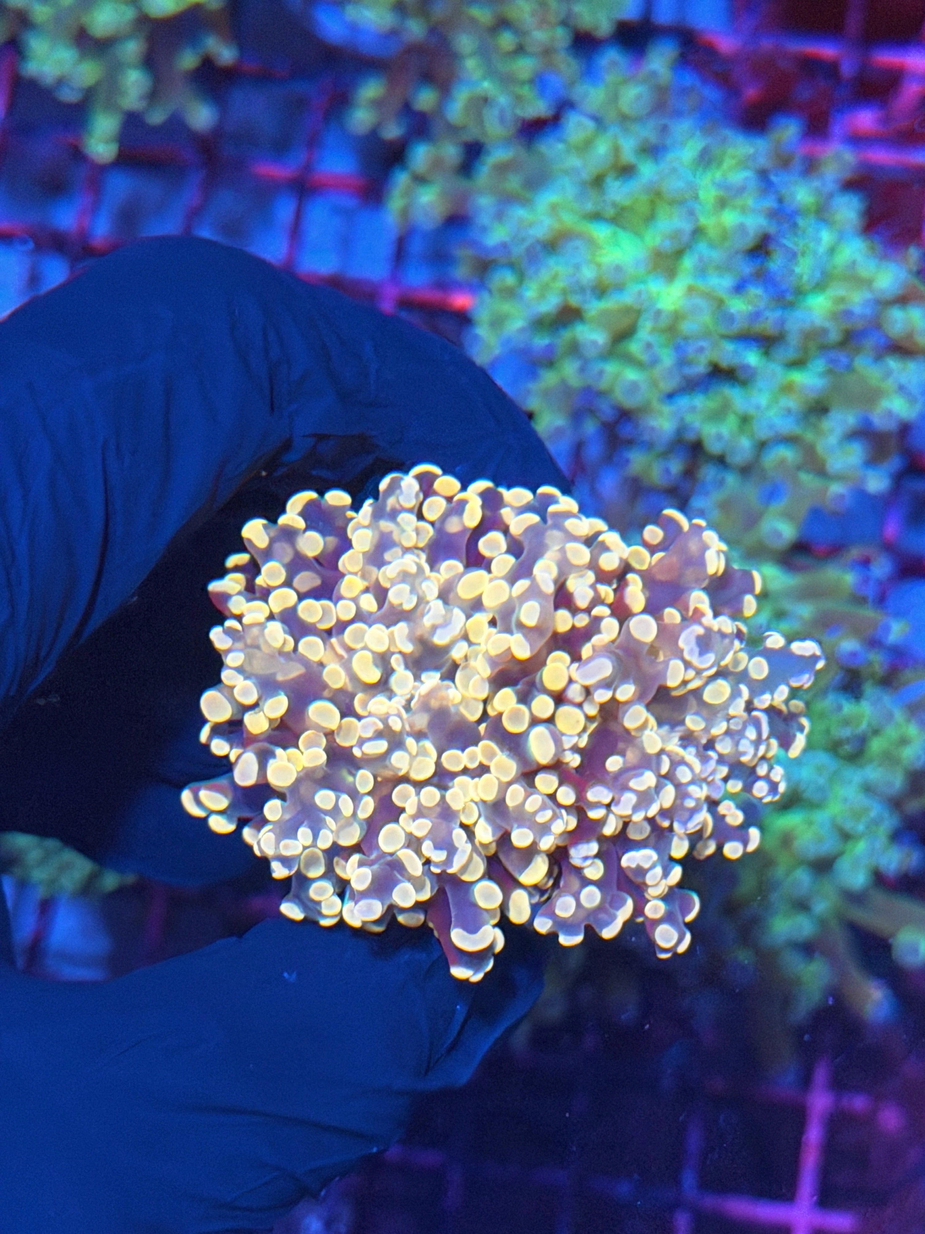 JEA Princess Peach Frogspawn Coral 1 Xl Head 8/11