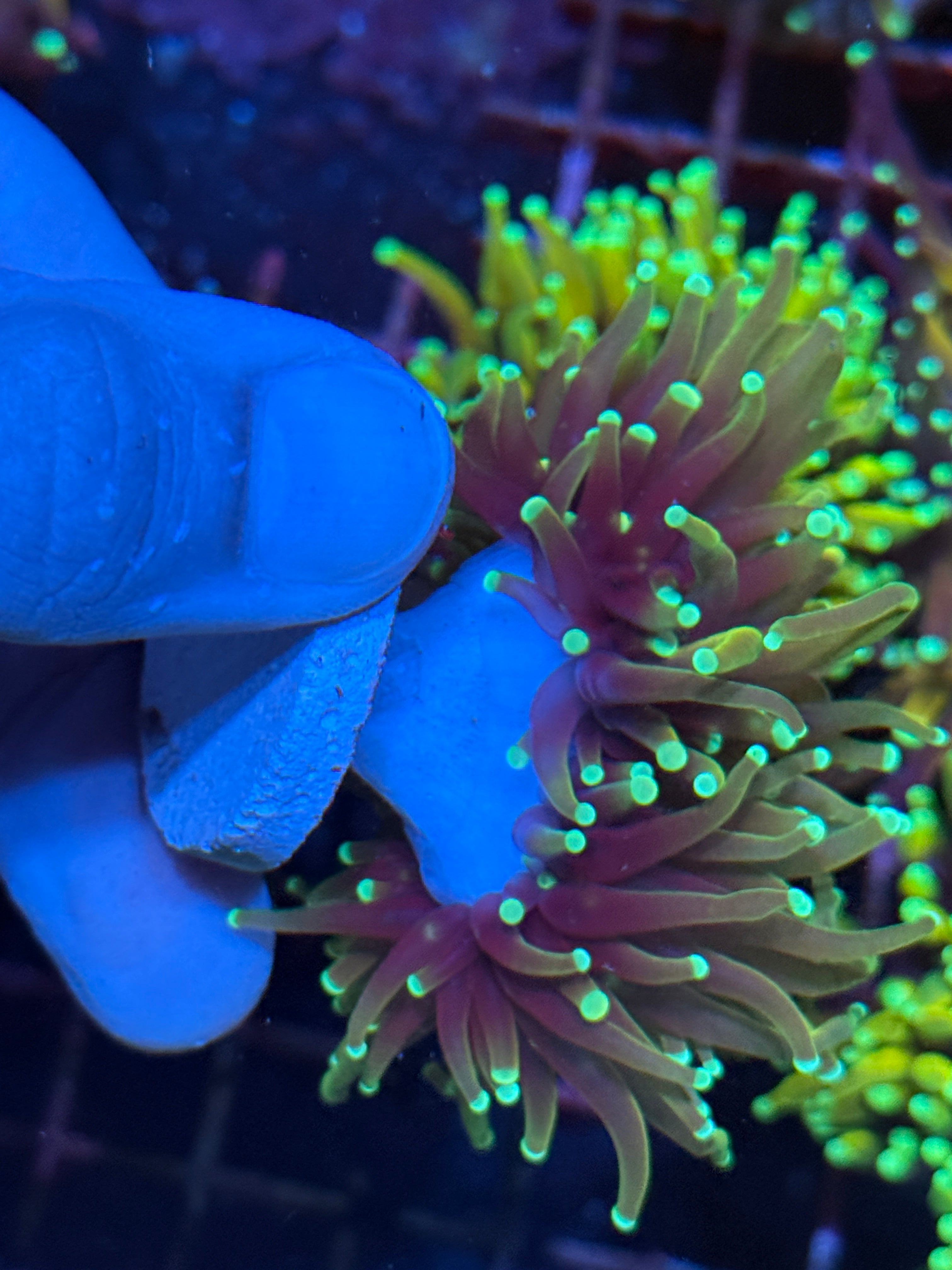 JEA Inferno Gold Torch Coral 2 heads splitting 10/12