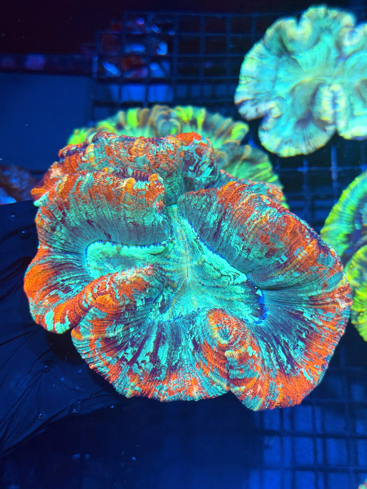 Rainbow Trachyphyllia Meat Coral XL Show Size 9/27