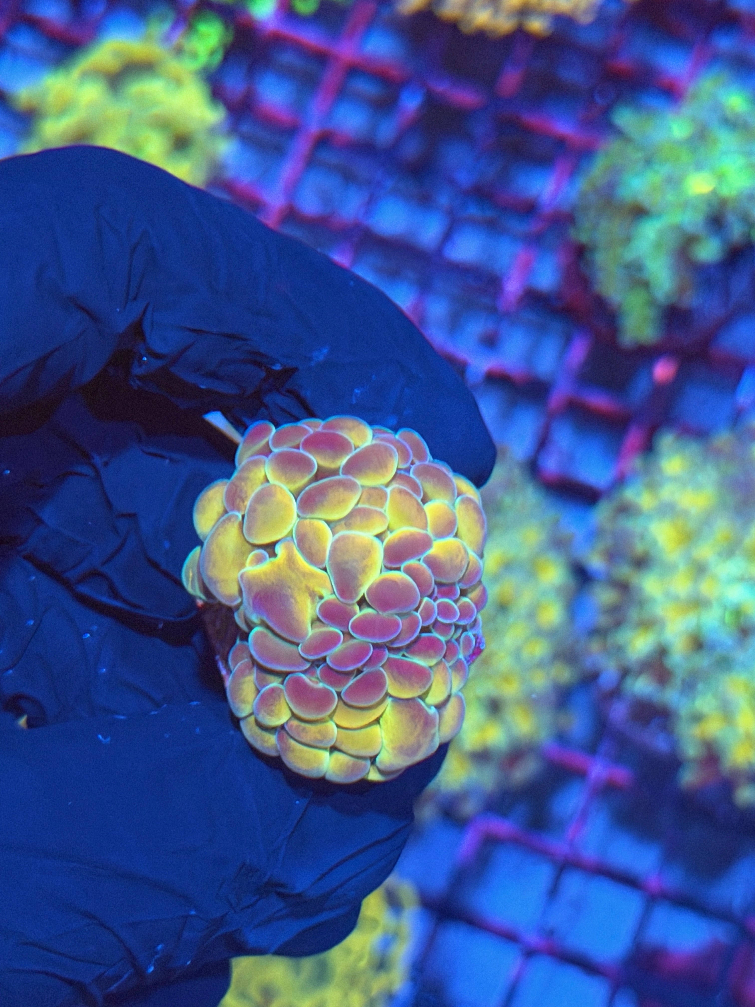 JEA Orange Hologram Hammer Coral 2 Heads 8/12