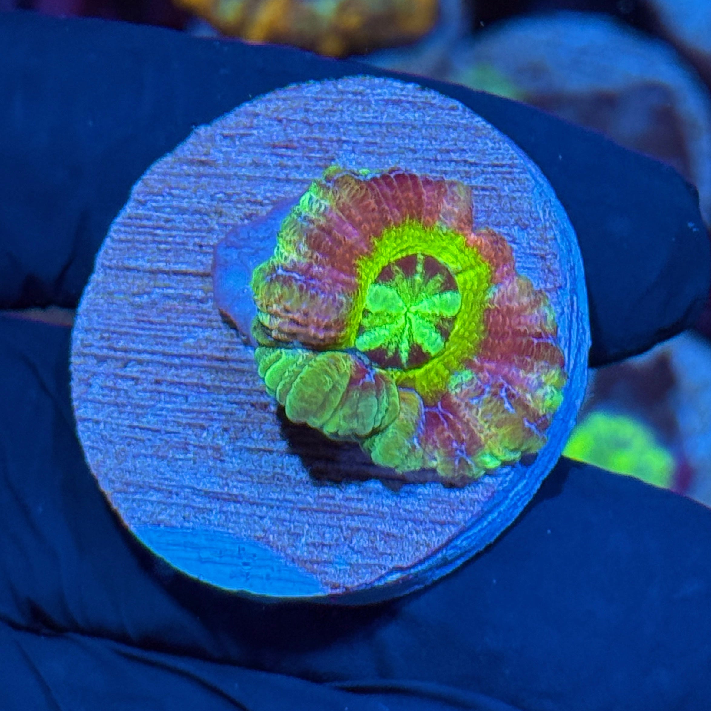 JEA Rainbow Nuke Asian Acans Coral 10/12