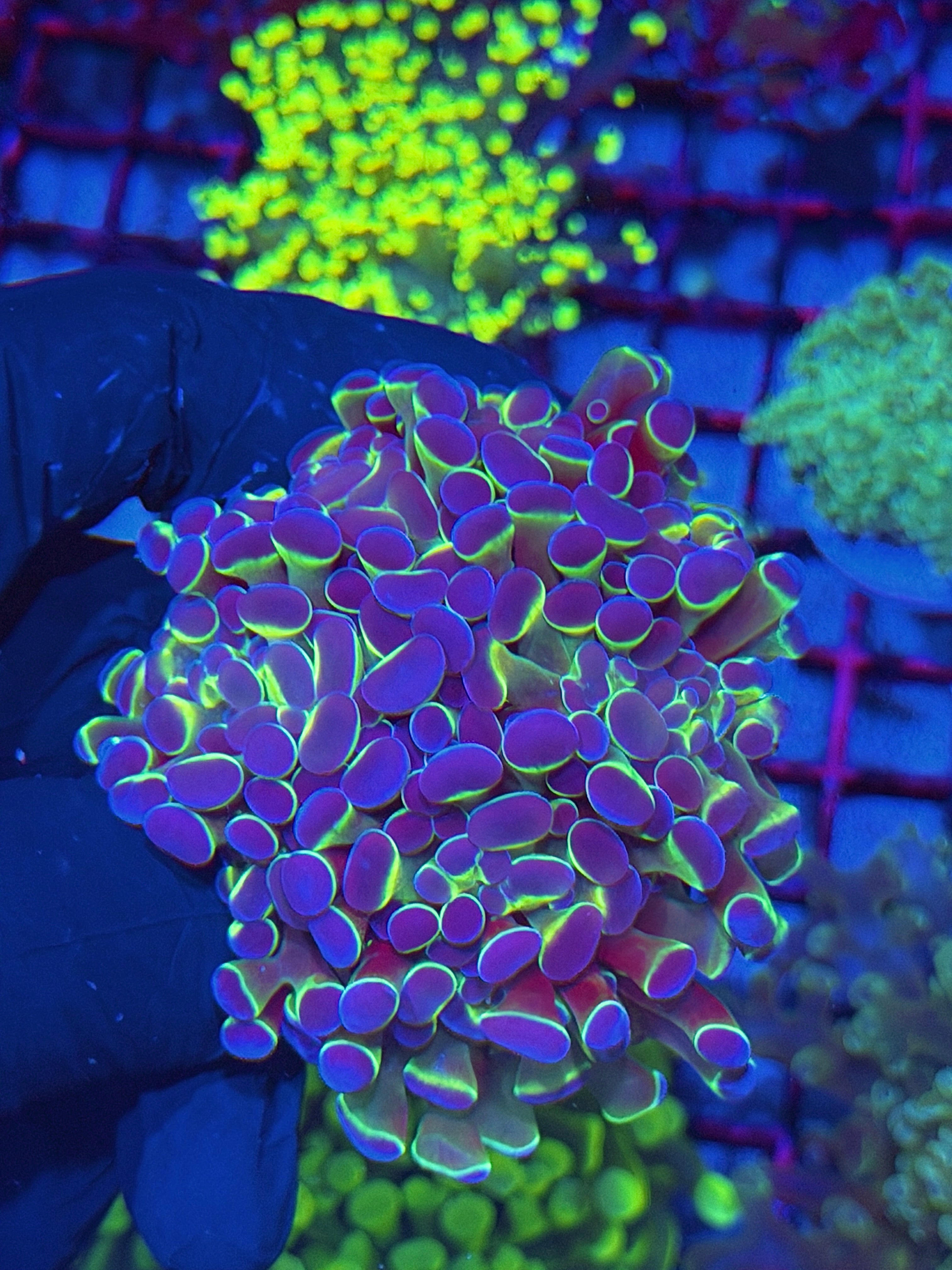 JEA Multicolor Hammer Coral Colony XXL 4+ Heads 7/21