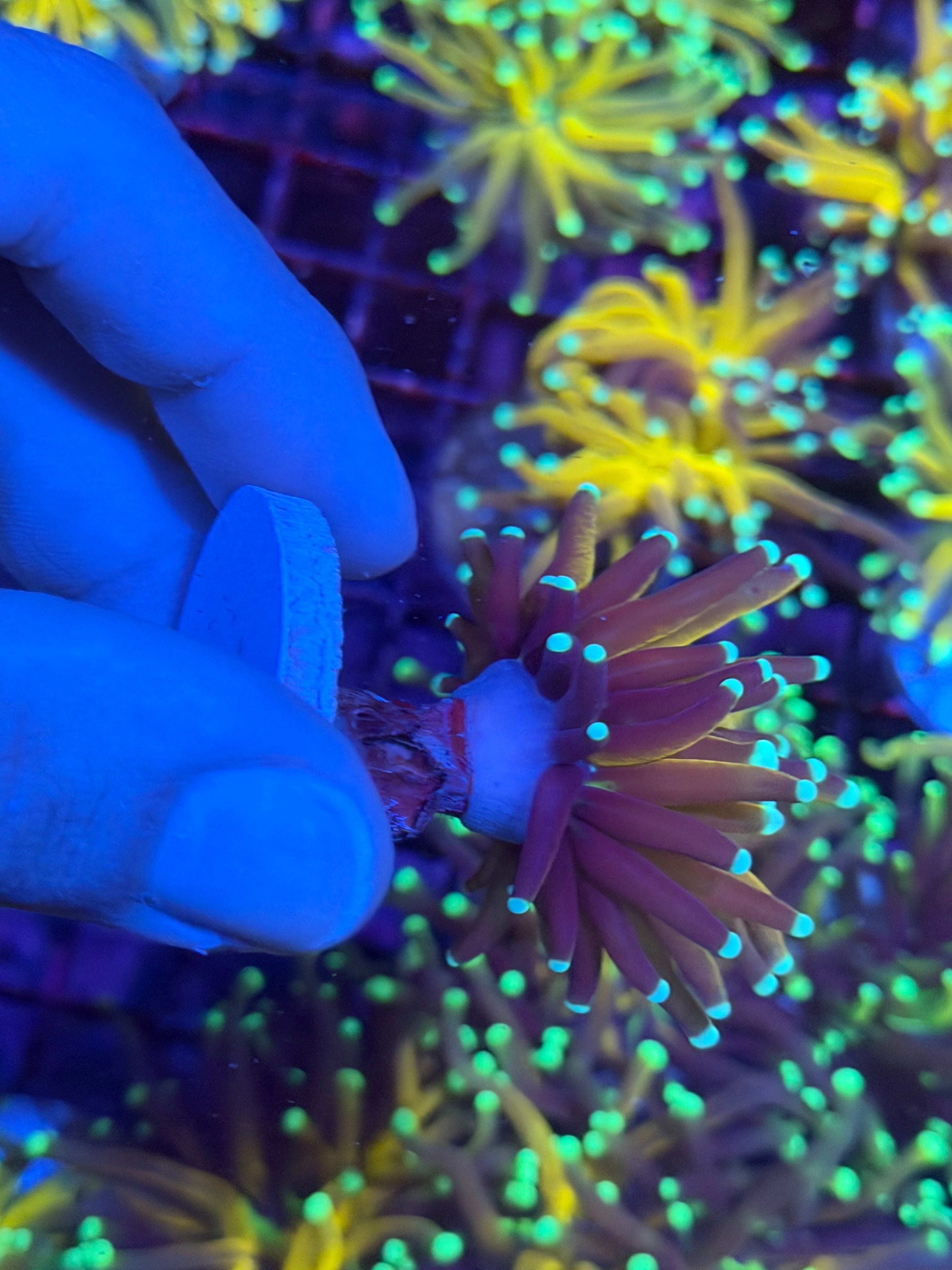 JEA Teal Tip Tiger Torch Coral 1 Head (Branching) 11/28