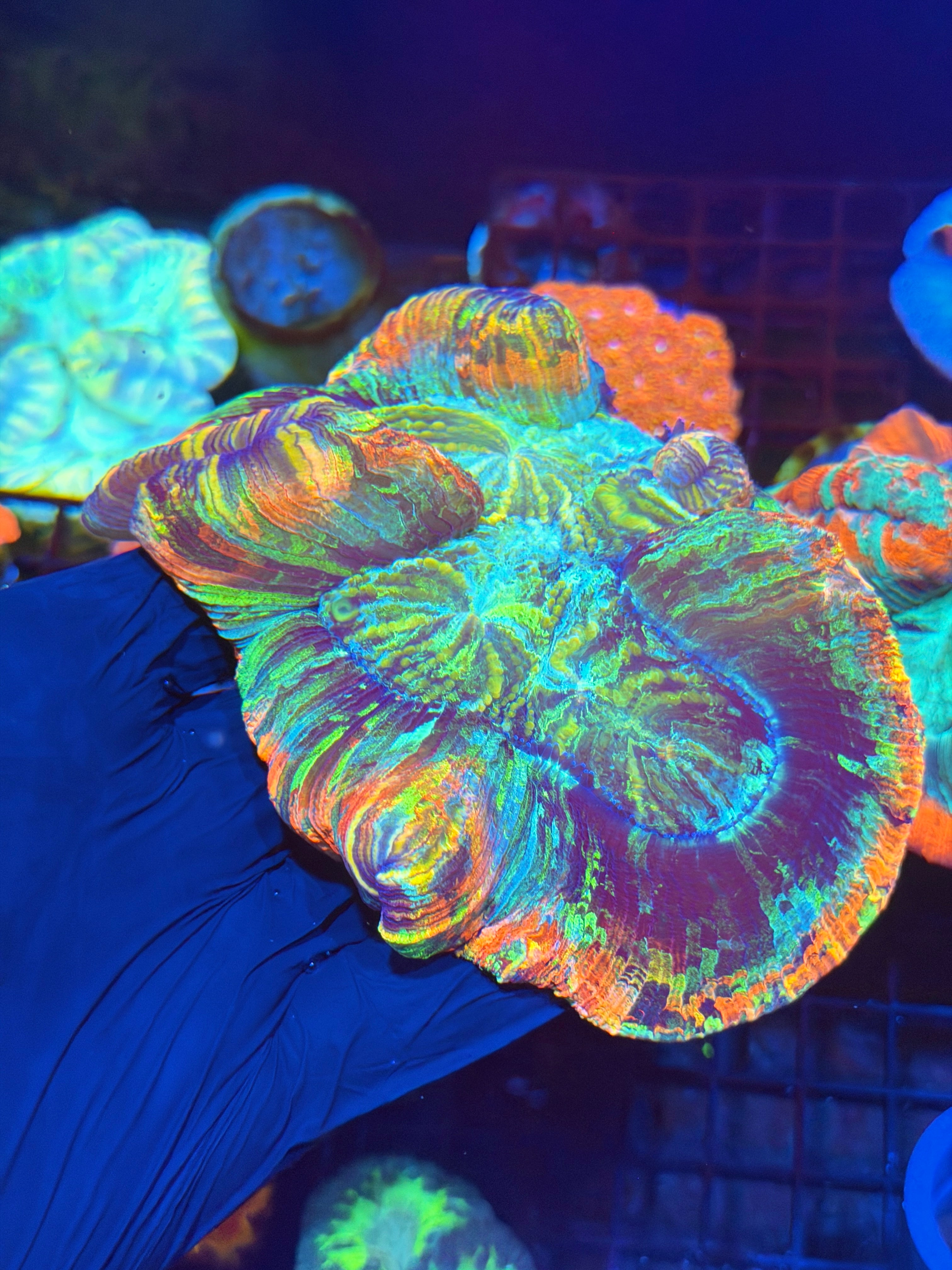 Rainbow Trachyphyllia Meat Coral XXL Show Piece 5/16