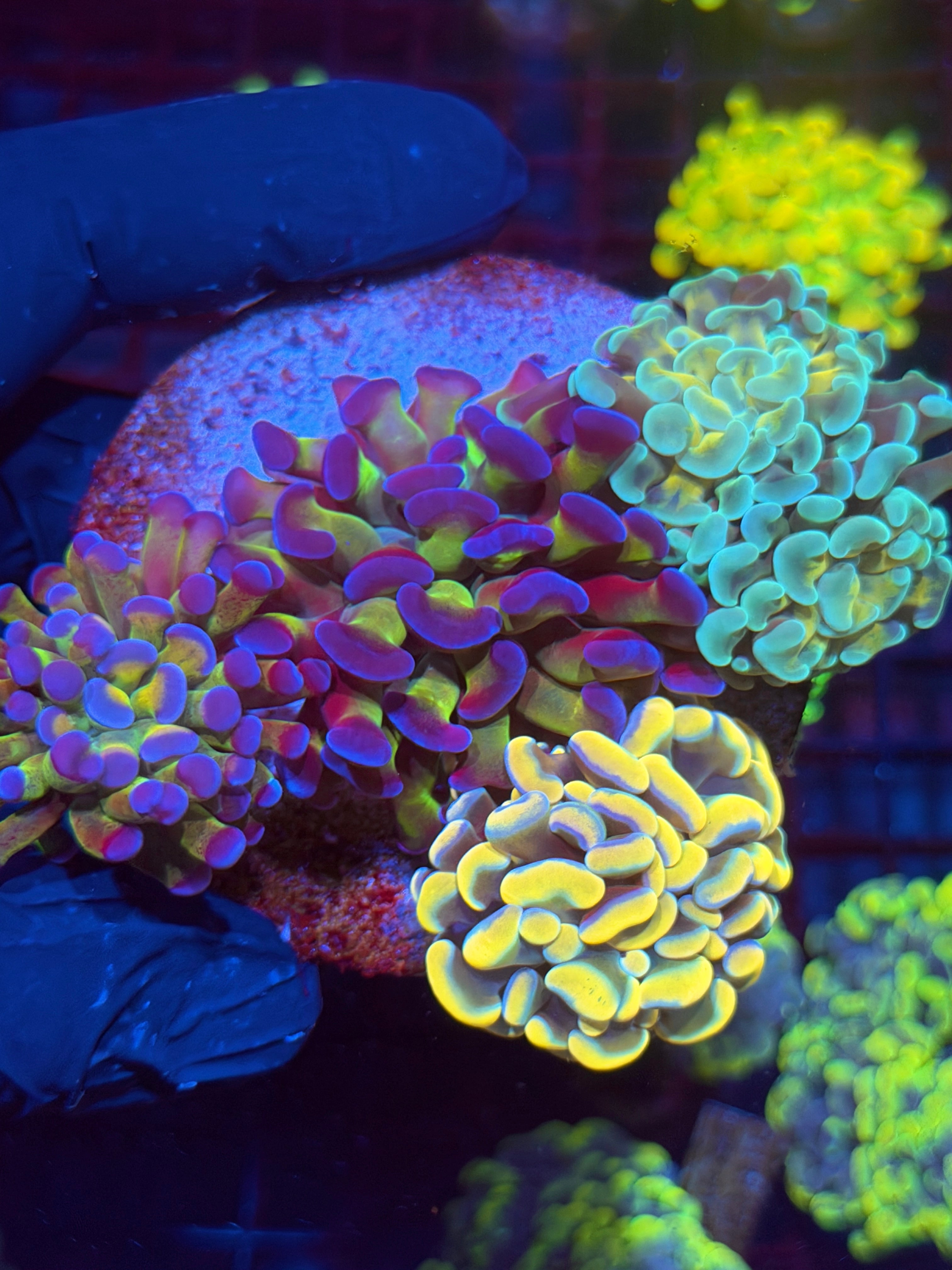 JEA High End Hammer Coral Bouquet 5-6 Heads XL