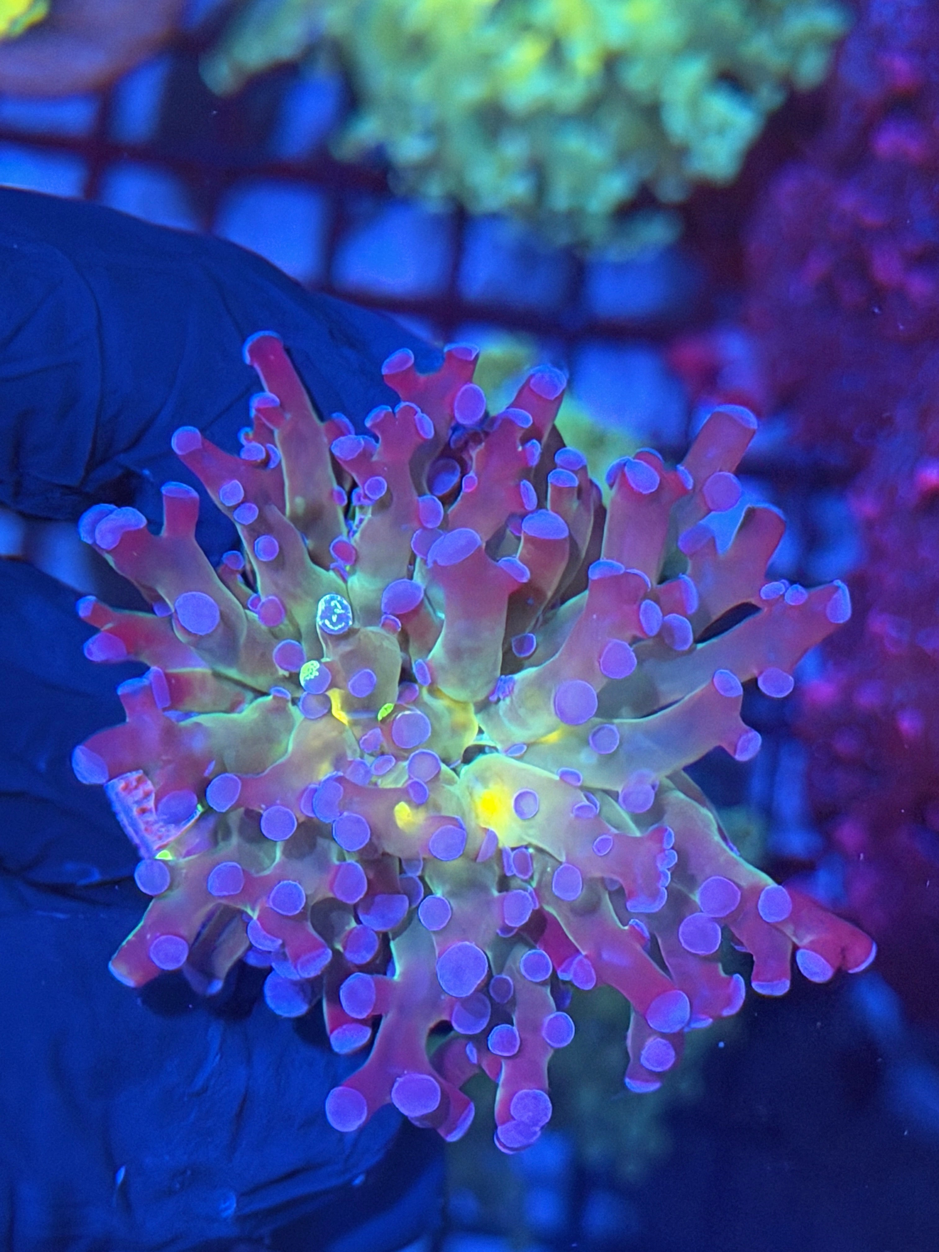 Purple Frogspawn Coral Bright Mouth 11/28